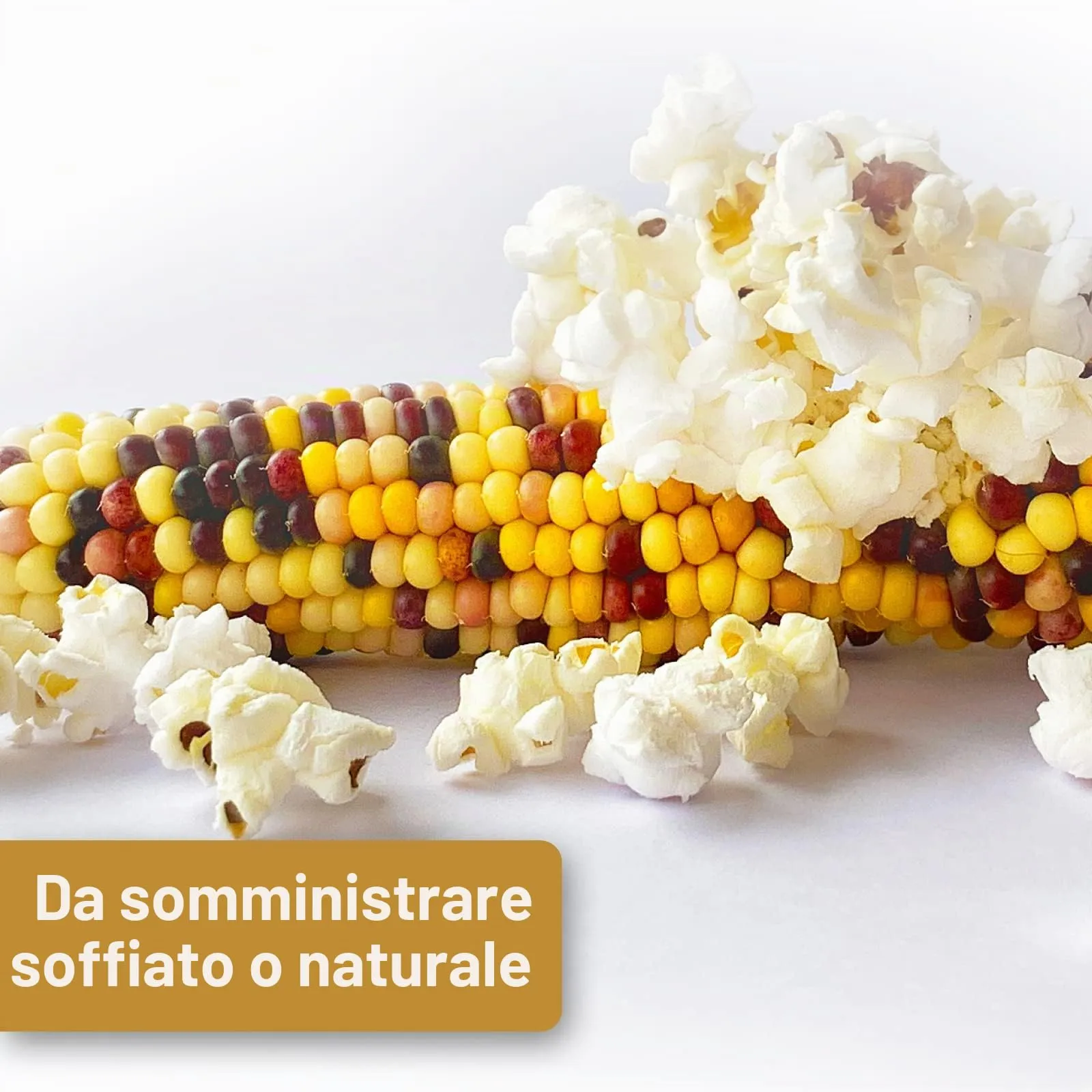 Quiko Hobby Farming Mini Popcorn per Pollo 500 g - immagine 3
