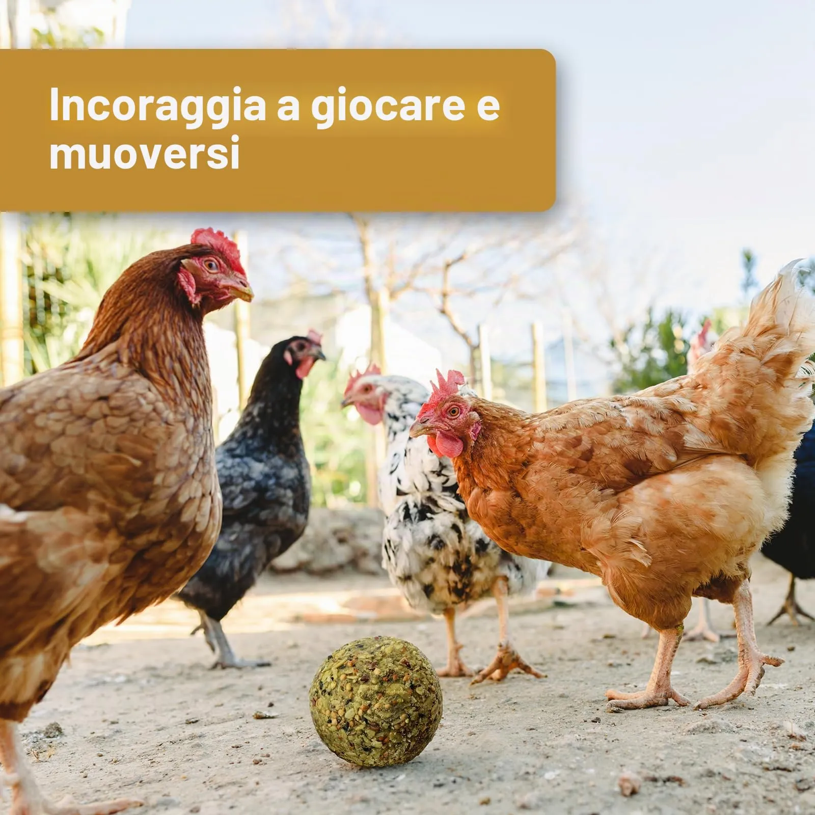 Quiko Hobby Farming Fitness Palla alle Erbe per Pollo, 4 x 100 g - immagine 2