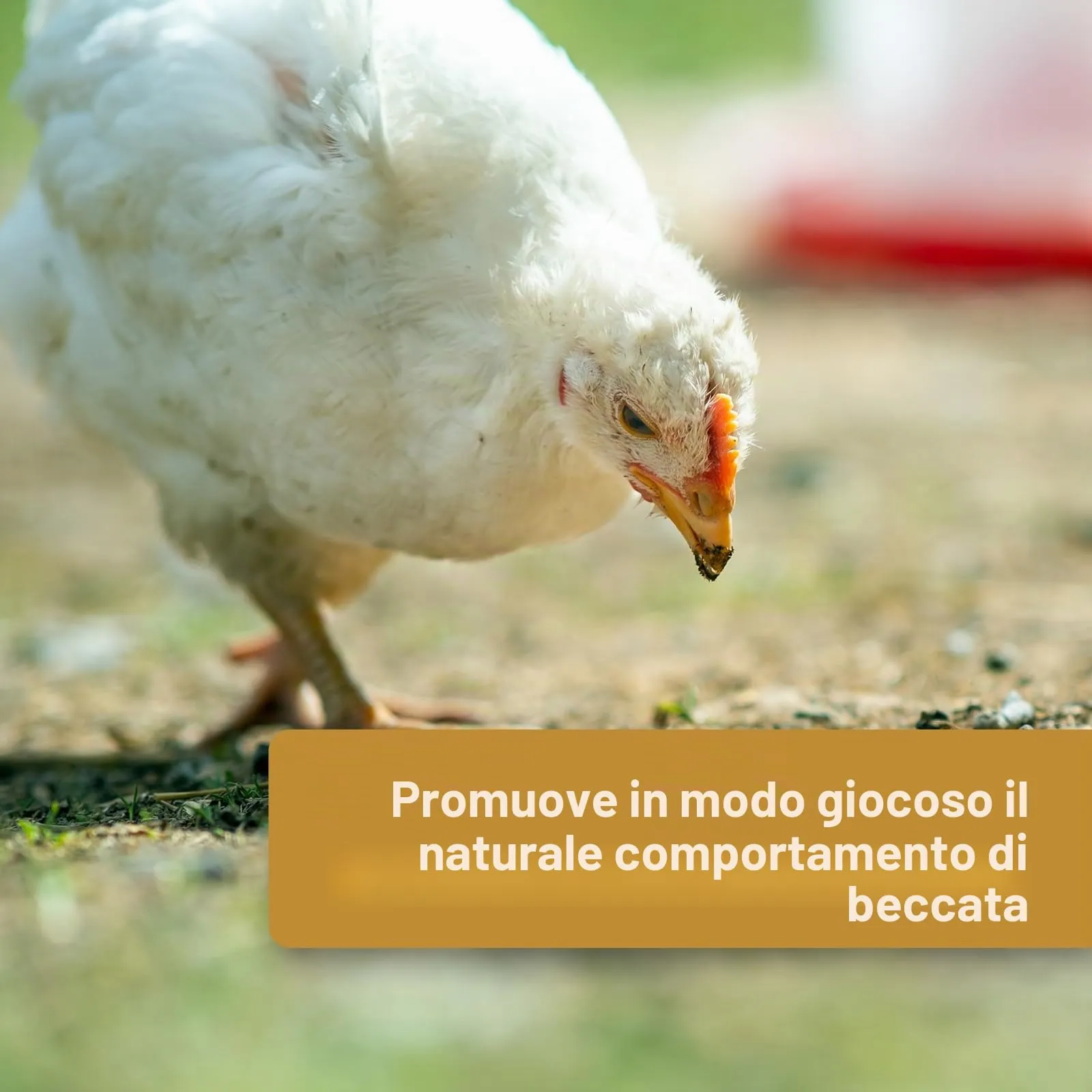 Quiko Hobby Farming Fitness Palla alle Erbe per Pollo, 4 x 100 g - immagine 4