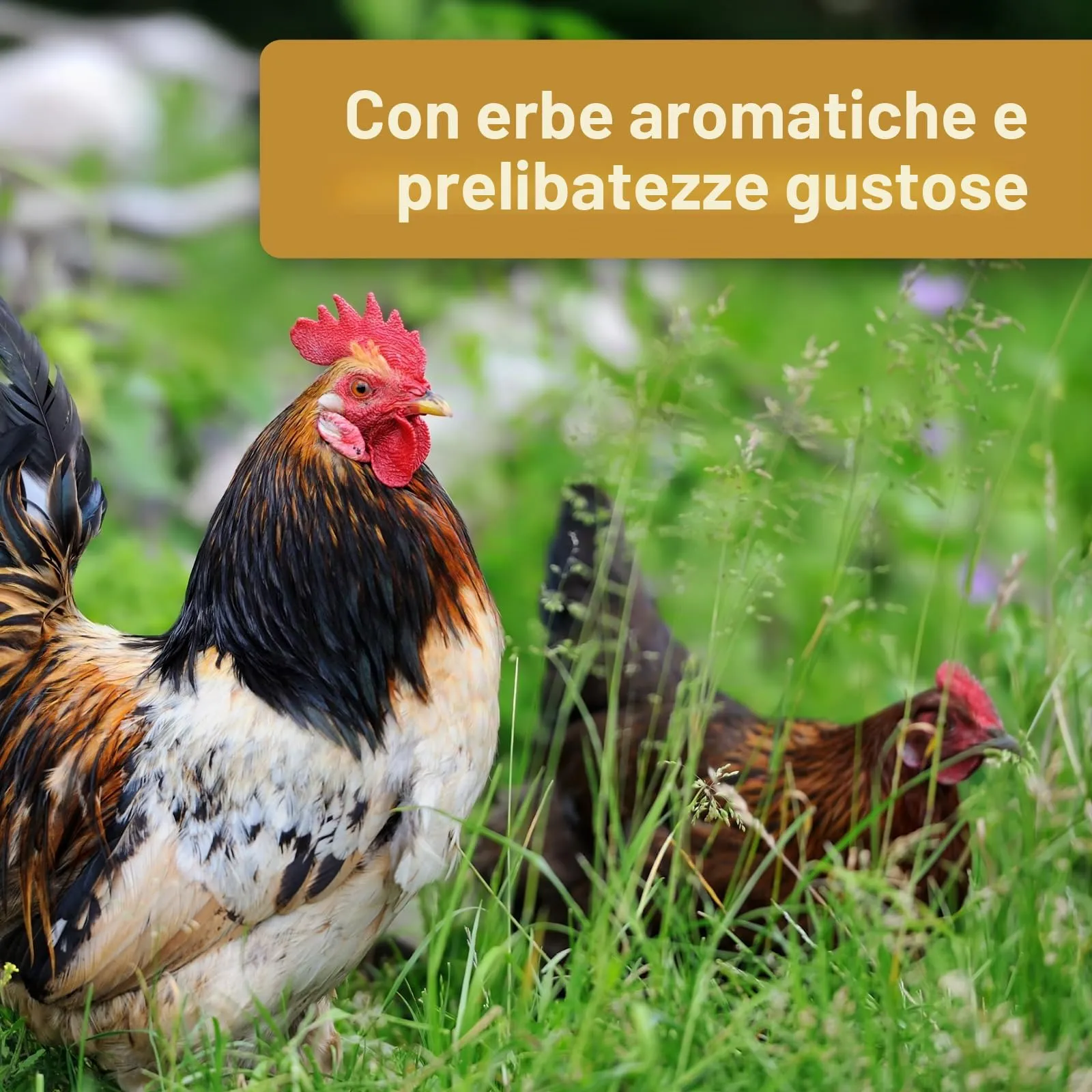 Quiko Hobby Farming Fitness Palla alle Erbe per Pollo, 4 x 100 g - immagine 5