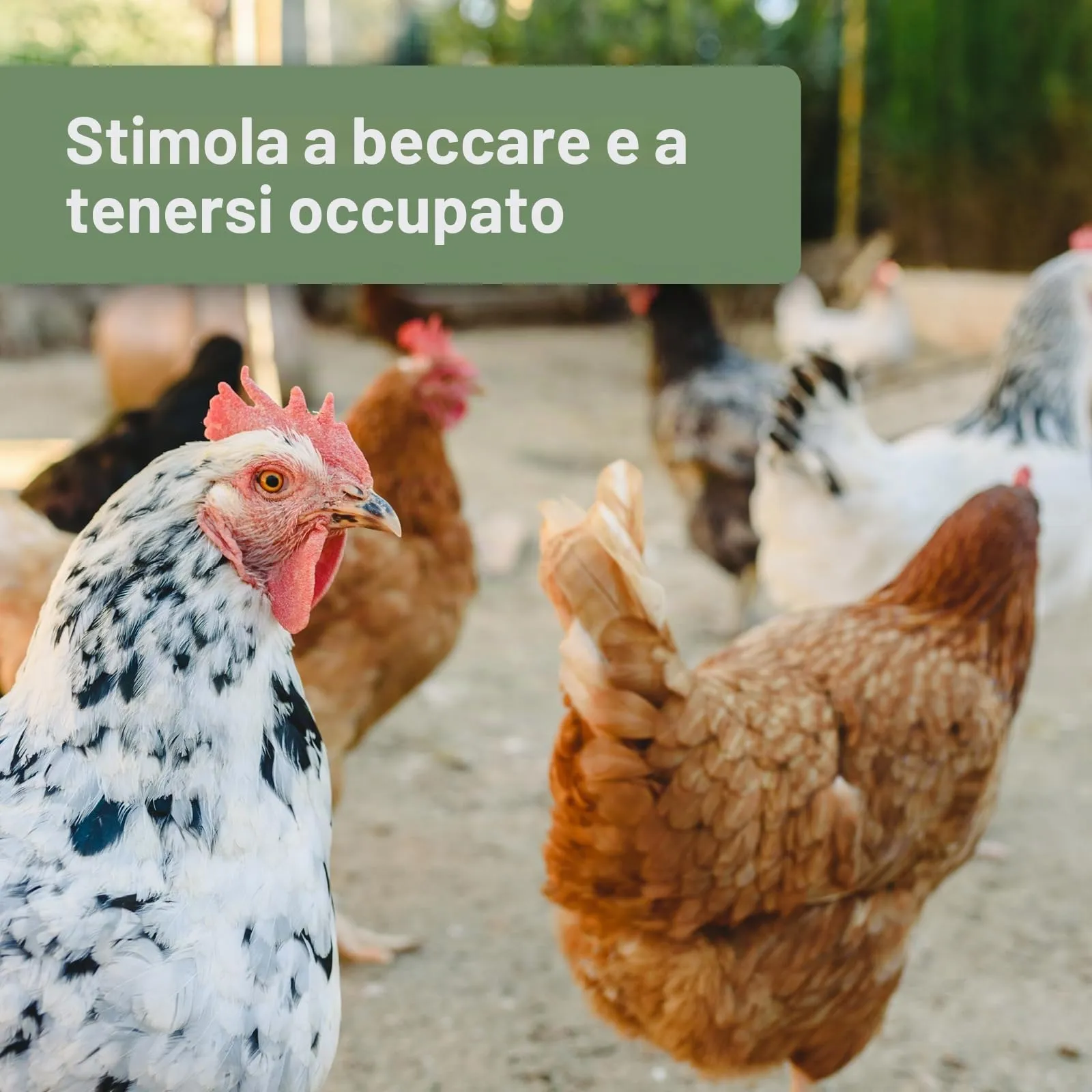 Quiko Fitness Rullo da Beccare alle Erbe per Pollo 400 g - immagine 2