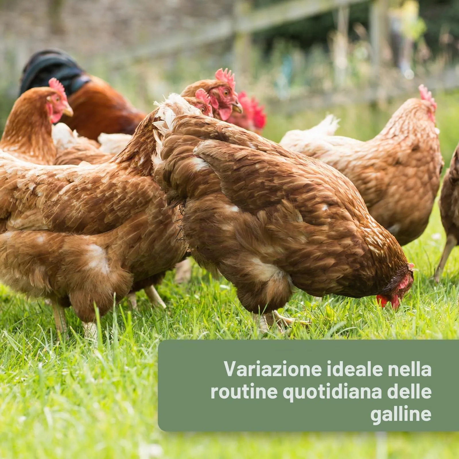 Quiko Fitness Rullo da Beccare alle Erbe per Pollo 400 g - immagine 3