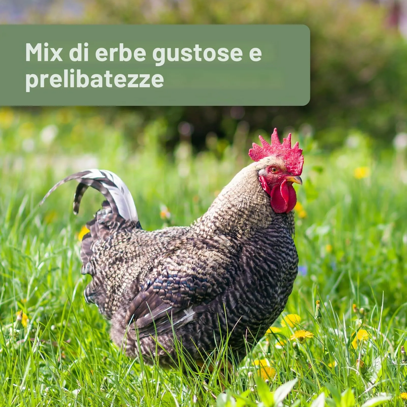 Quiko Fitness Rullo da Beccare alle Erbe per Pollo 400 g - immagine 5