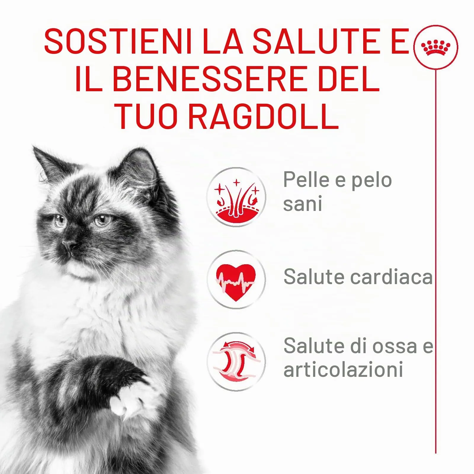 Royal Canin Ragdoll Adult 400 g - immagine 2