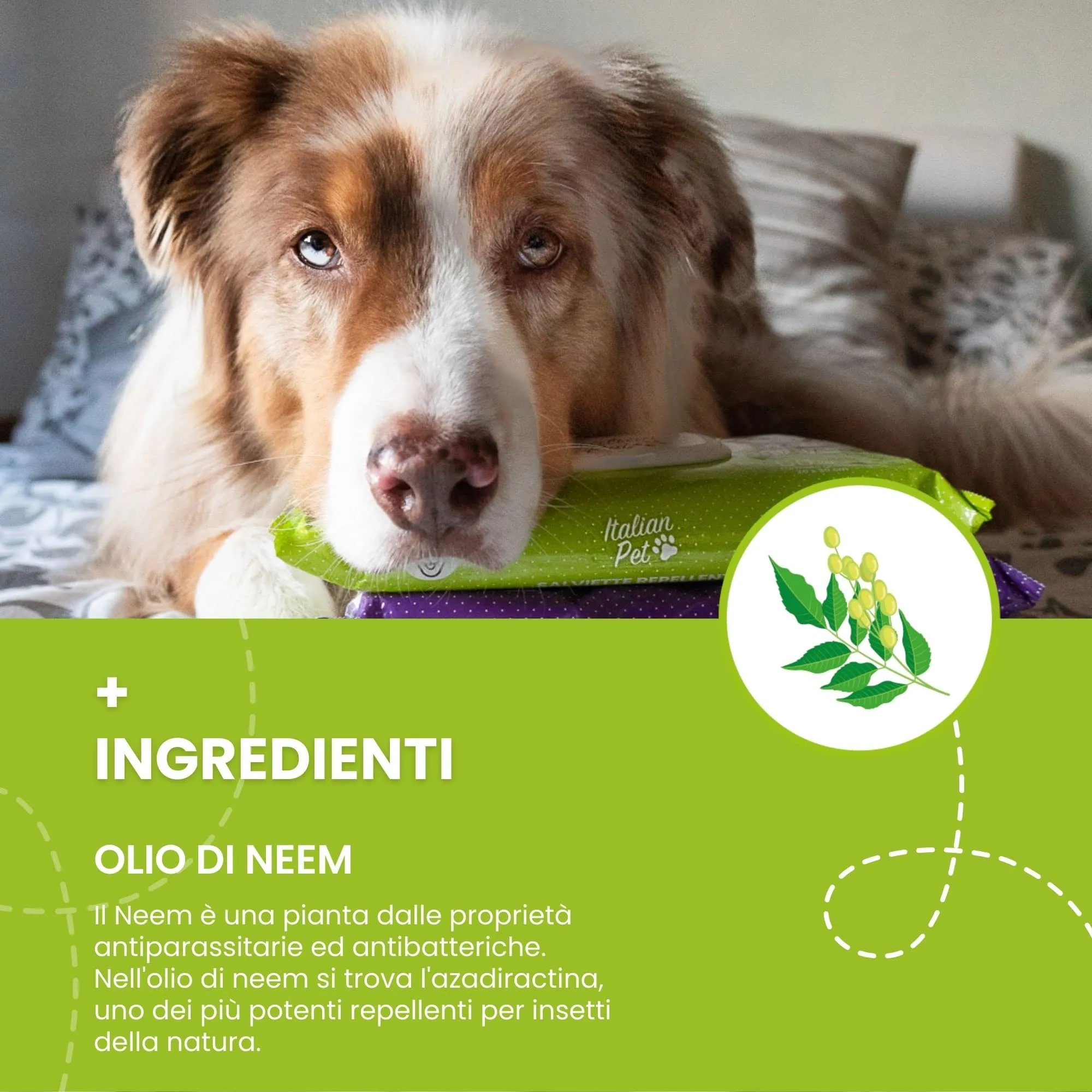 Italian Pet Salviette Biodegradabili all'Olio di Neem Antiparassitarie per Cani e Gatti, 50 Pezzi, 20x30 cm - immagine 6