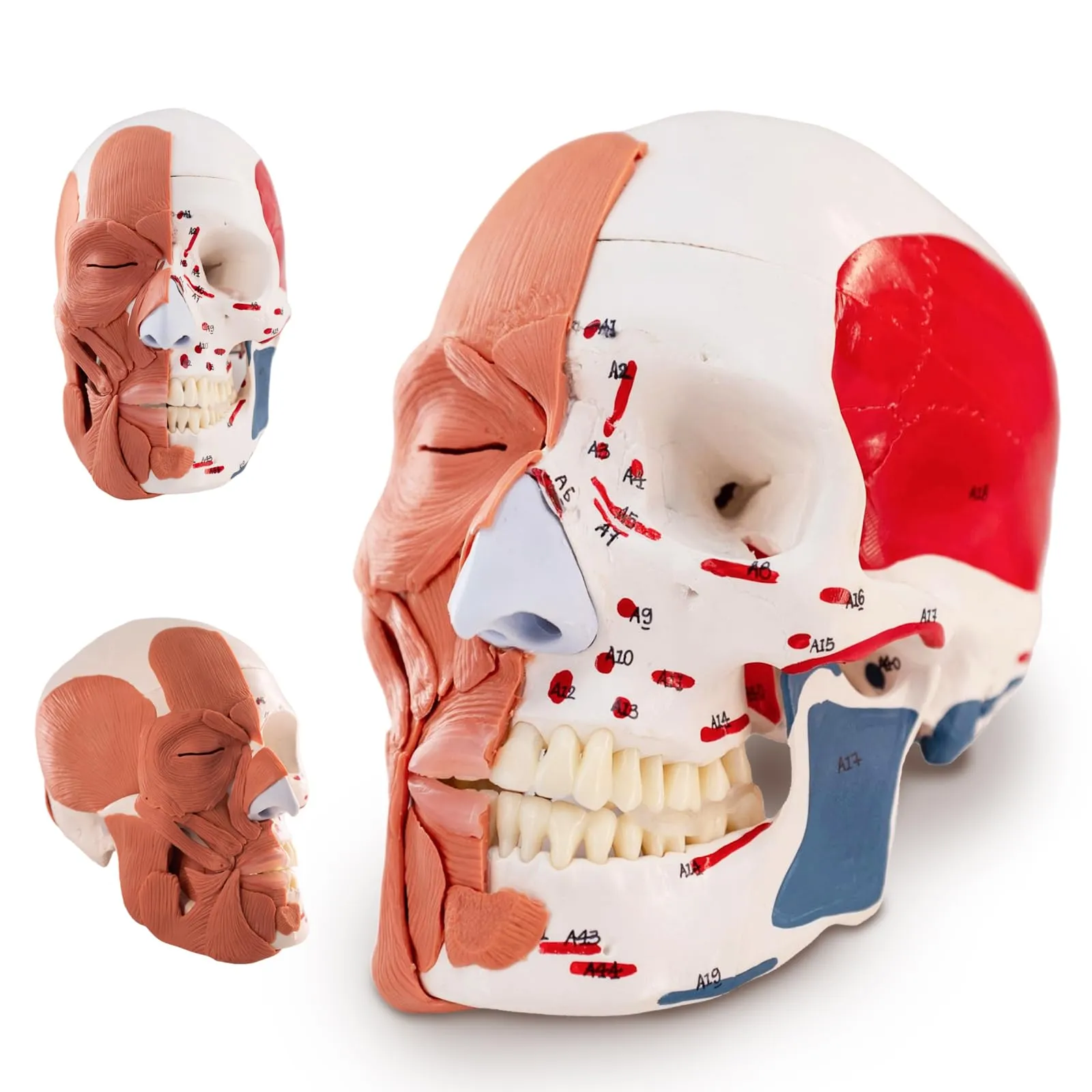 EVOTECH SCIENTIFIC Modello di Cranio Umano con Muscoli Facciali, Scala 1:1, G Skull Muscle A151IV - immagine 1
