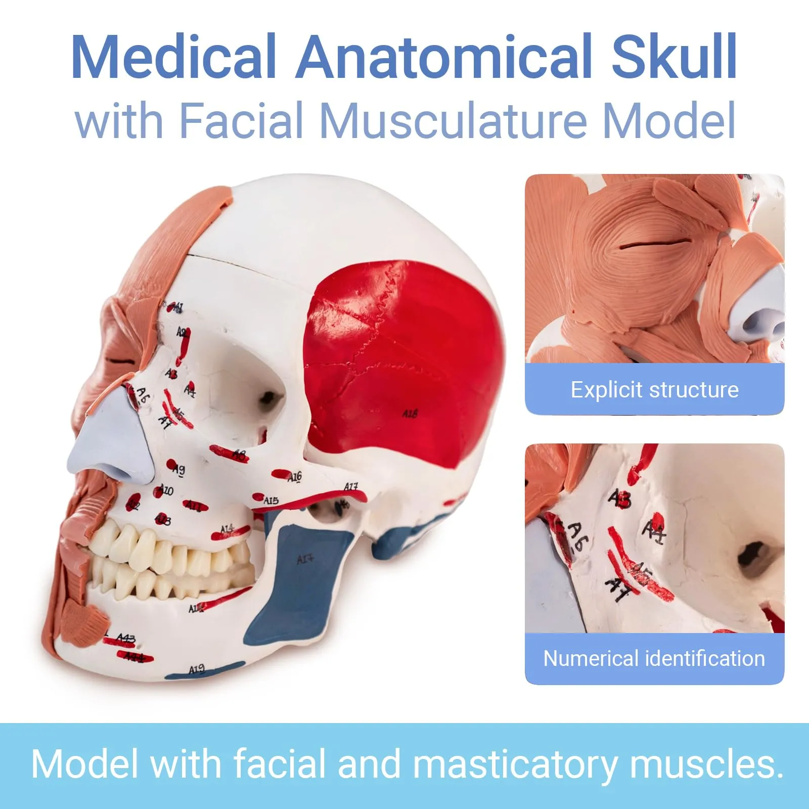 EVOTECH SCIENTIFIC Modello di Cranio Umano con Muscoli Facciali, Scala 1:1, G Skull Muscle A151IV - immagine 2