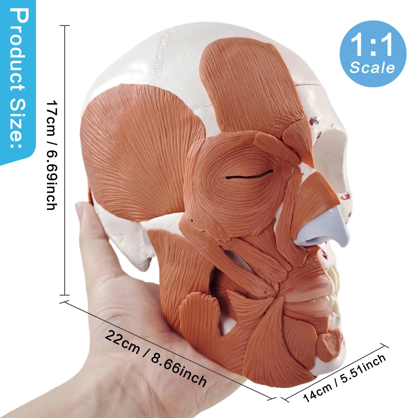 EVOTECH SCIENTIFIC Modello di Cranio Umano con Muscoli Facciali, Scala 1:1, G Skull Muscle A151IV - immagine 3