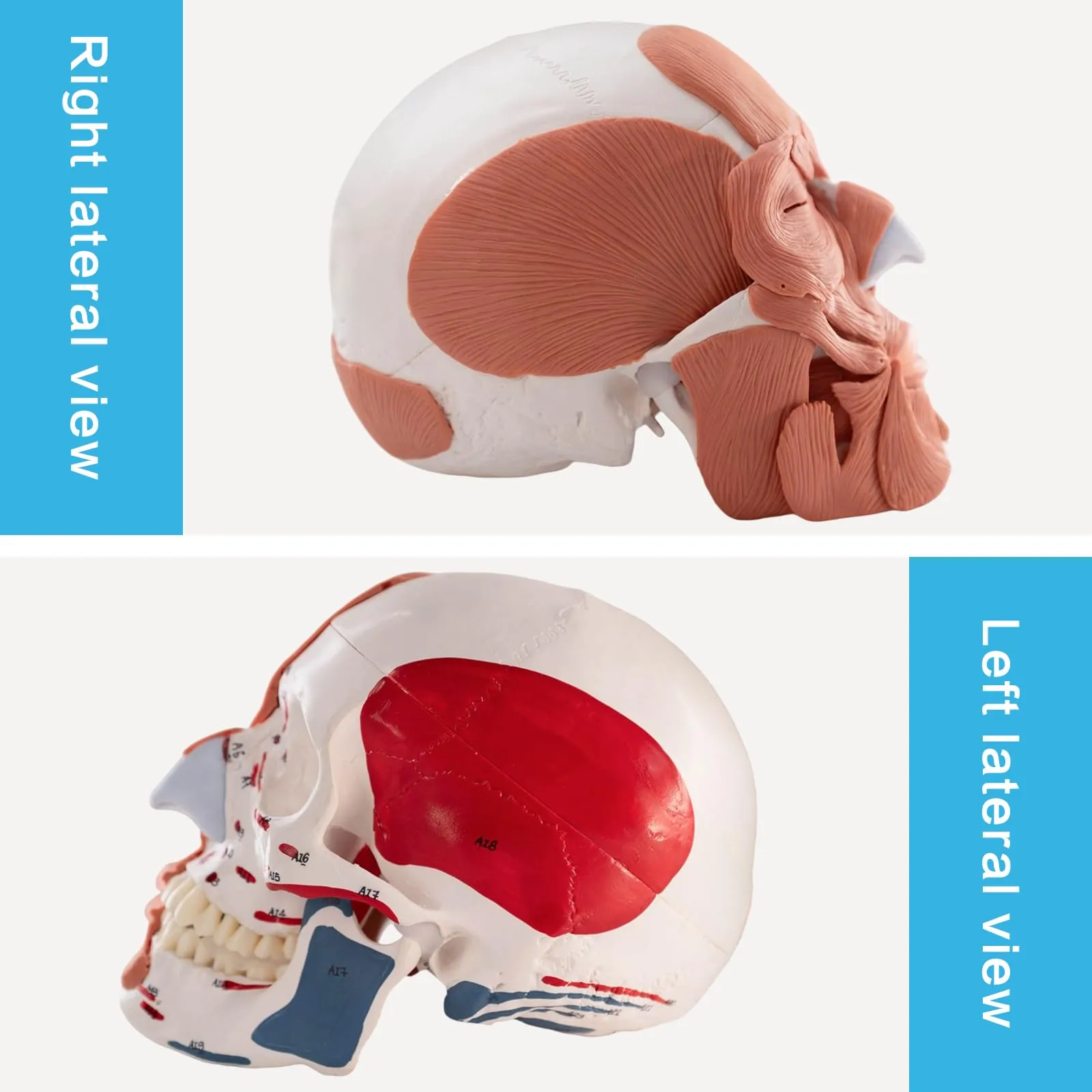 EVOTECH SCIENTIFIC Modello di Cranio Umano con Muscoli Facciali, Scala 1:1, G Skull Muscle A151IV - immagine 4