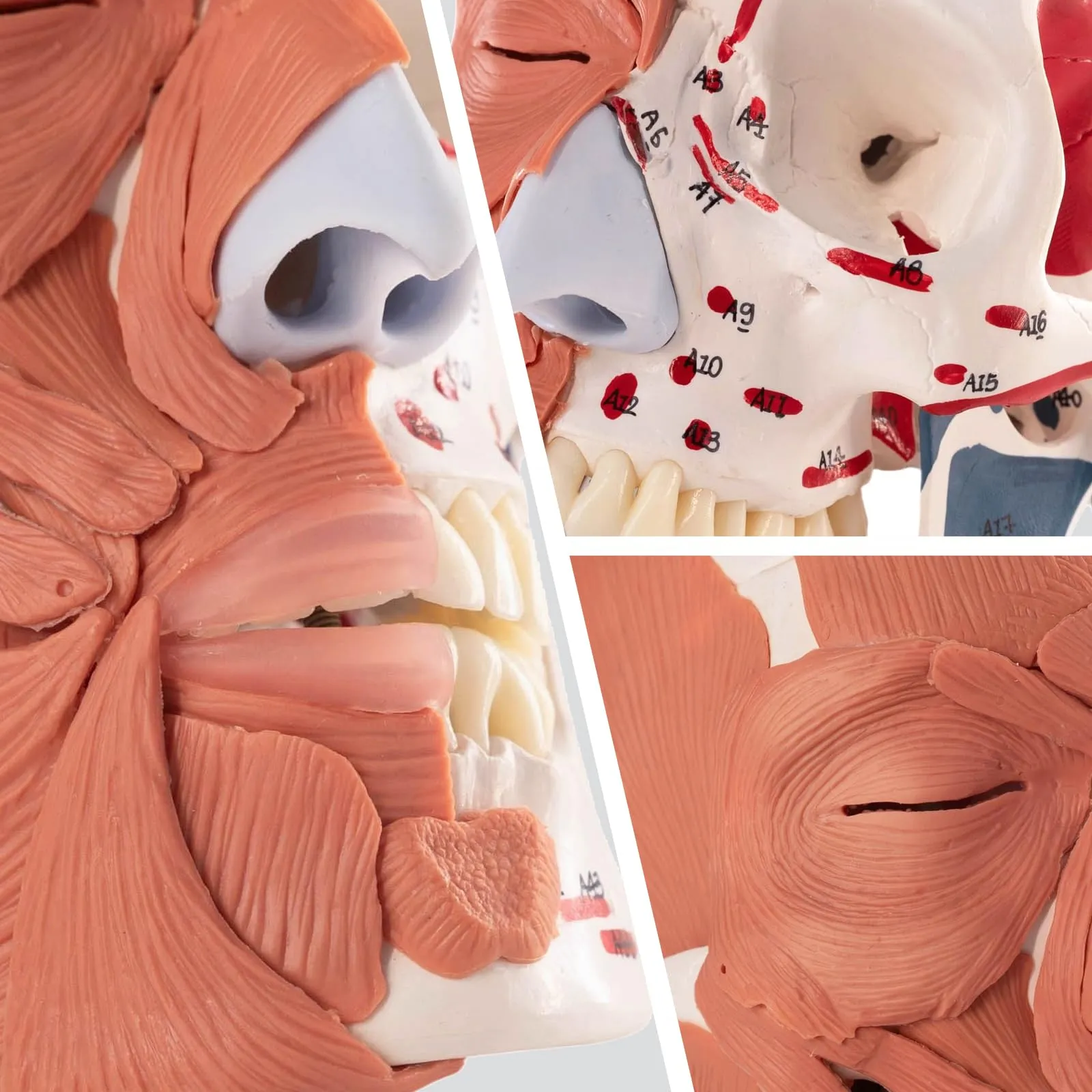 EVOTECH SCIENTIFIC Modello di Cranio Umano con Muscoli Facciali, Scala 1:1, G Skull Muscle A151IV - immagine 5