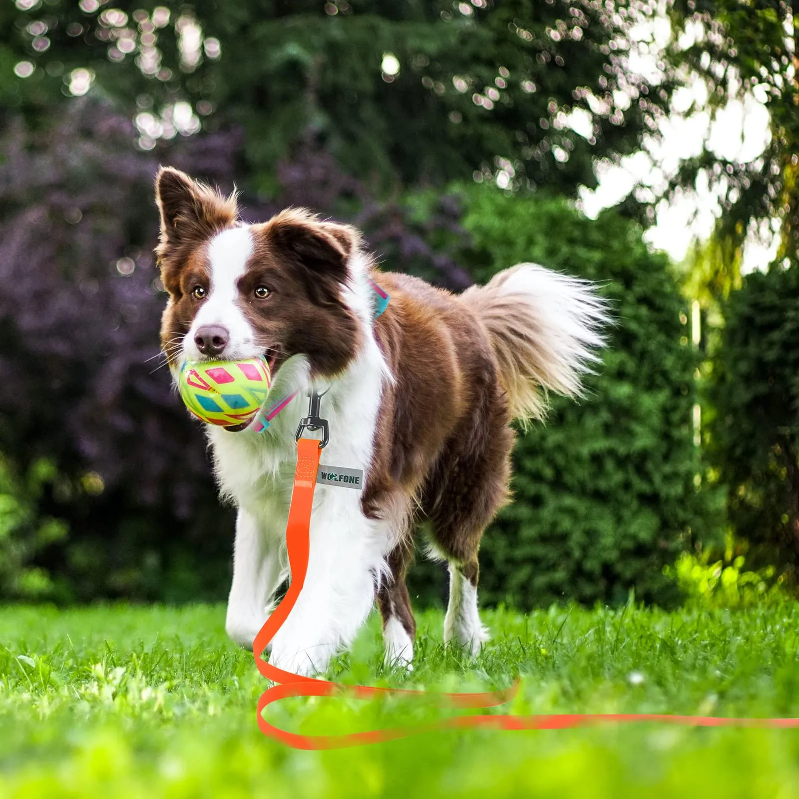Wolfone Guinzaglio per cani da addestramento, 9m, Arancione - immagine 6