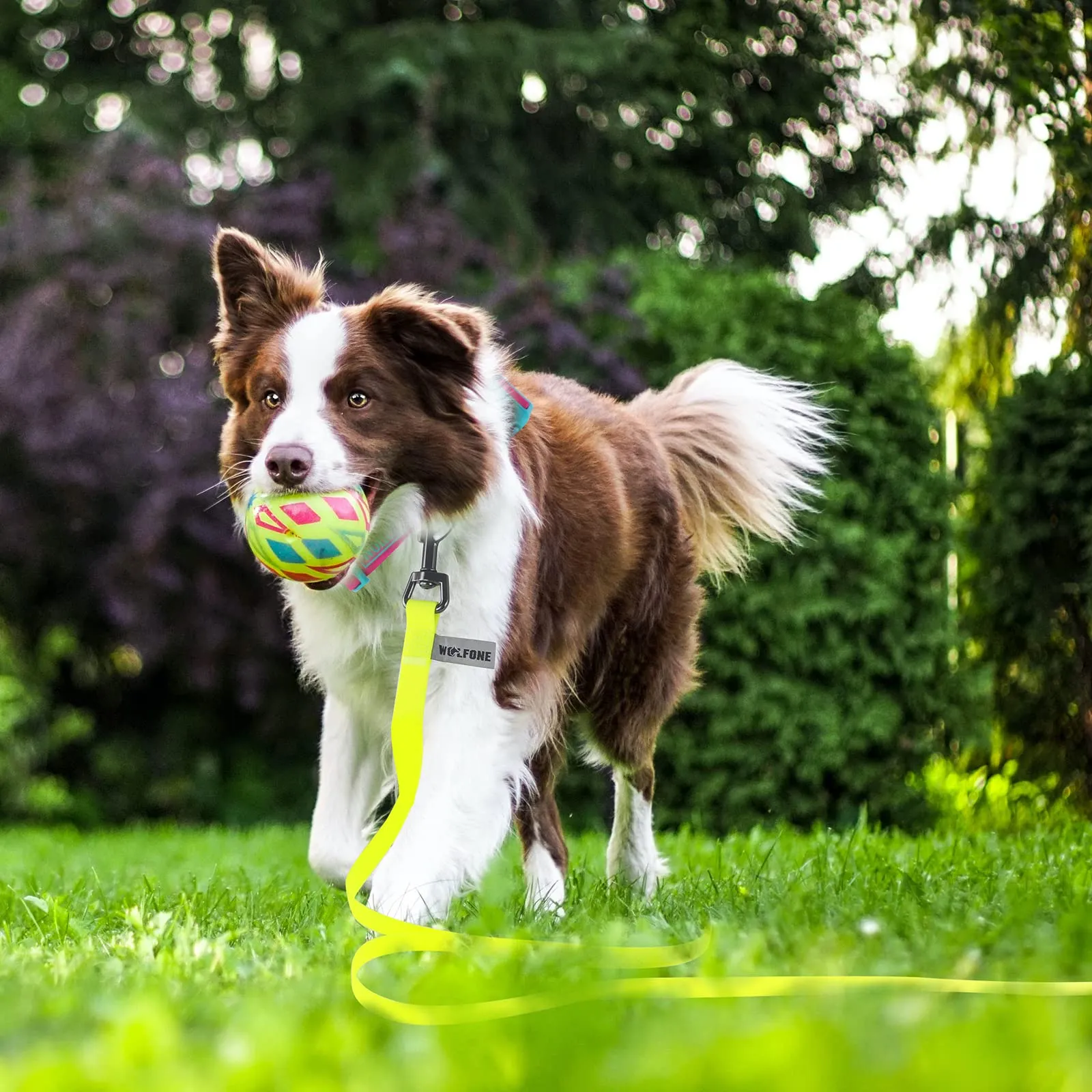 Wolfone Guinzaglio Addestramento Cani, Giallo, 1,5 m - immagine 4