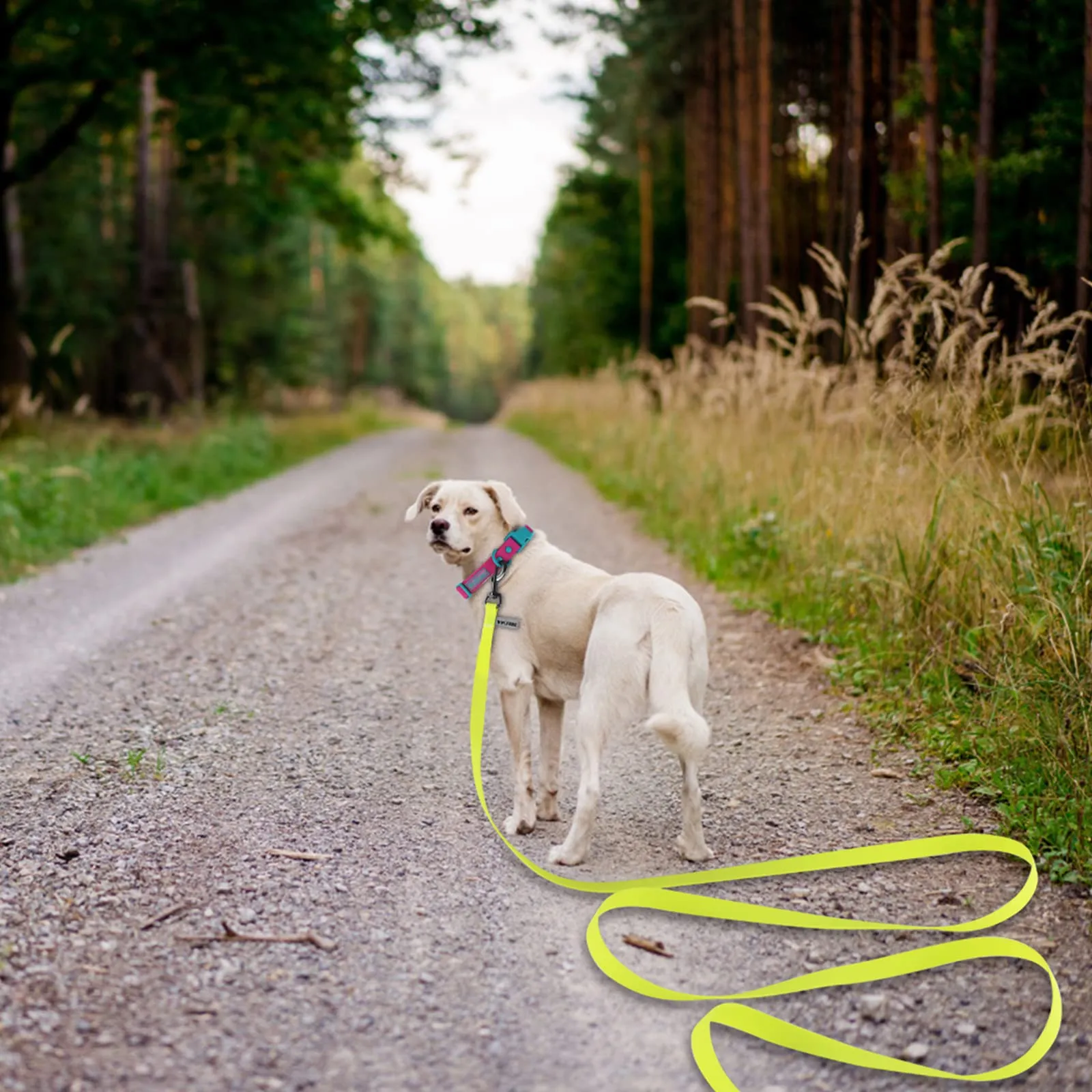 Wolfone Guinzaglio Addestramento Cani, Giallo, 1,5 m - immagine 7