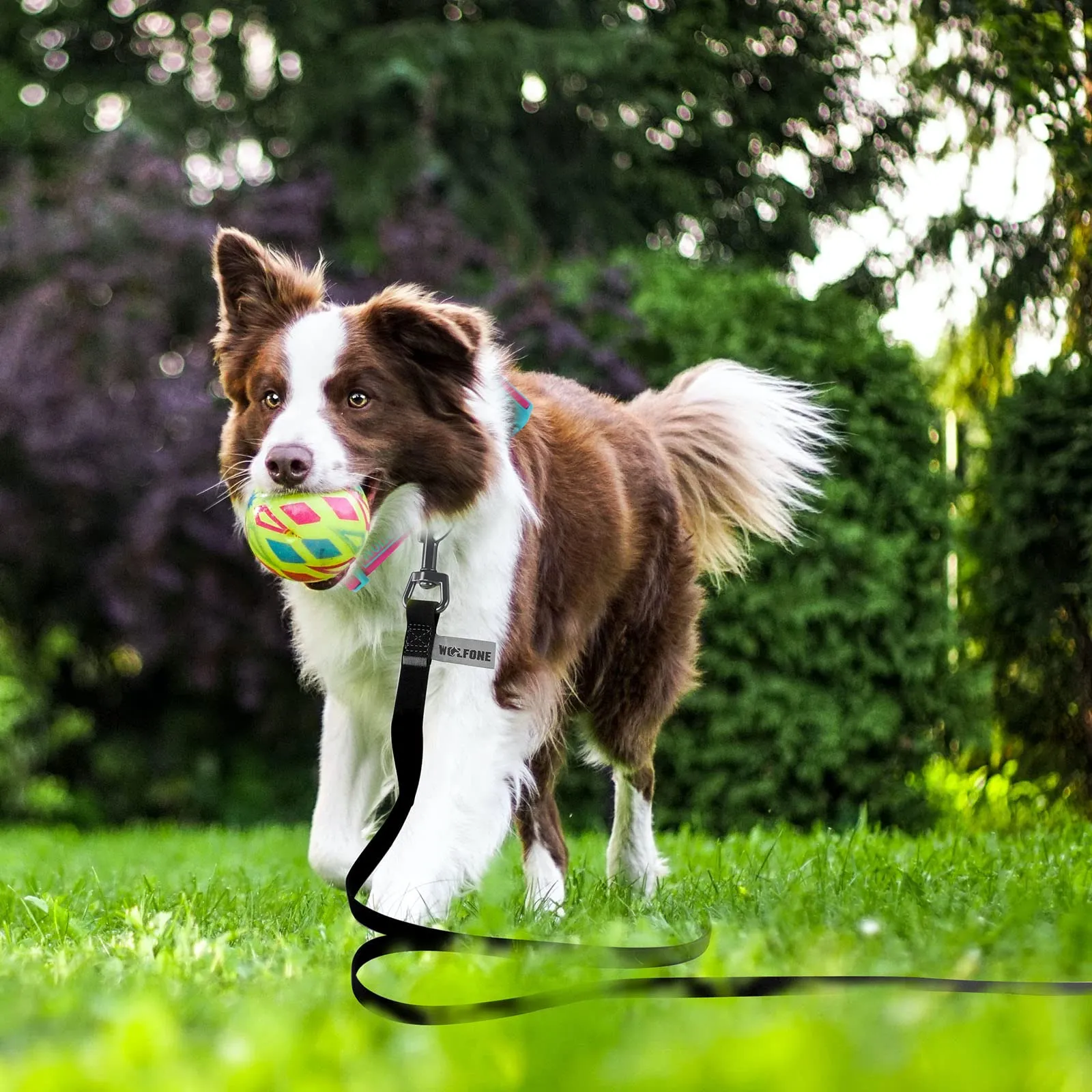 Wolfone Guinzaglio da addestramento per cani, 6m, Nero - immagine 3