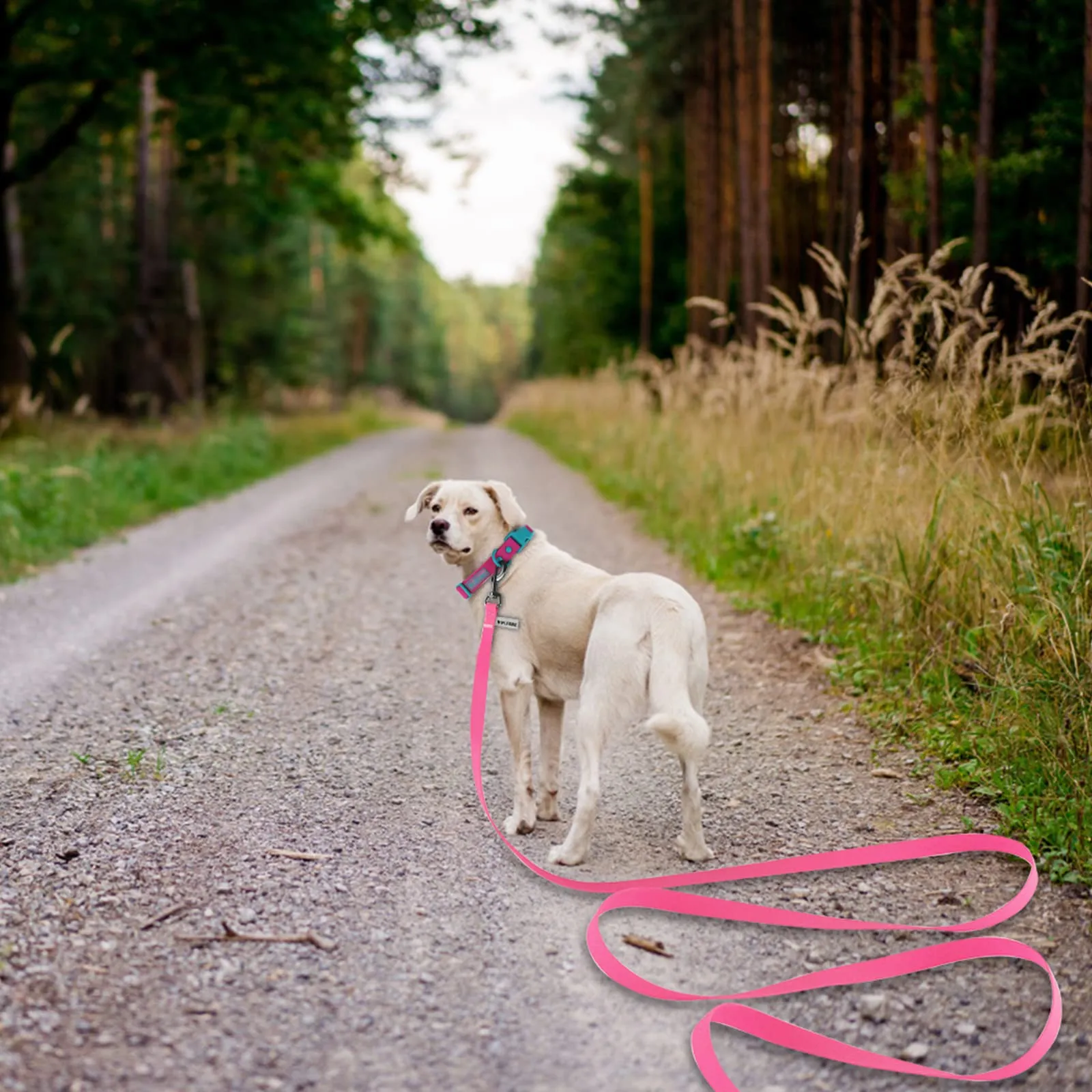 Wolfone Guinzaglio per cani da addestramento, 9m, Rosa - immagine 7
