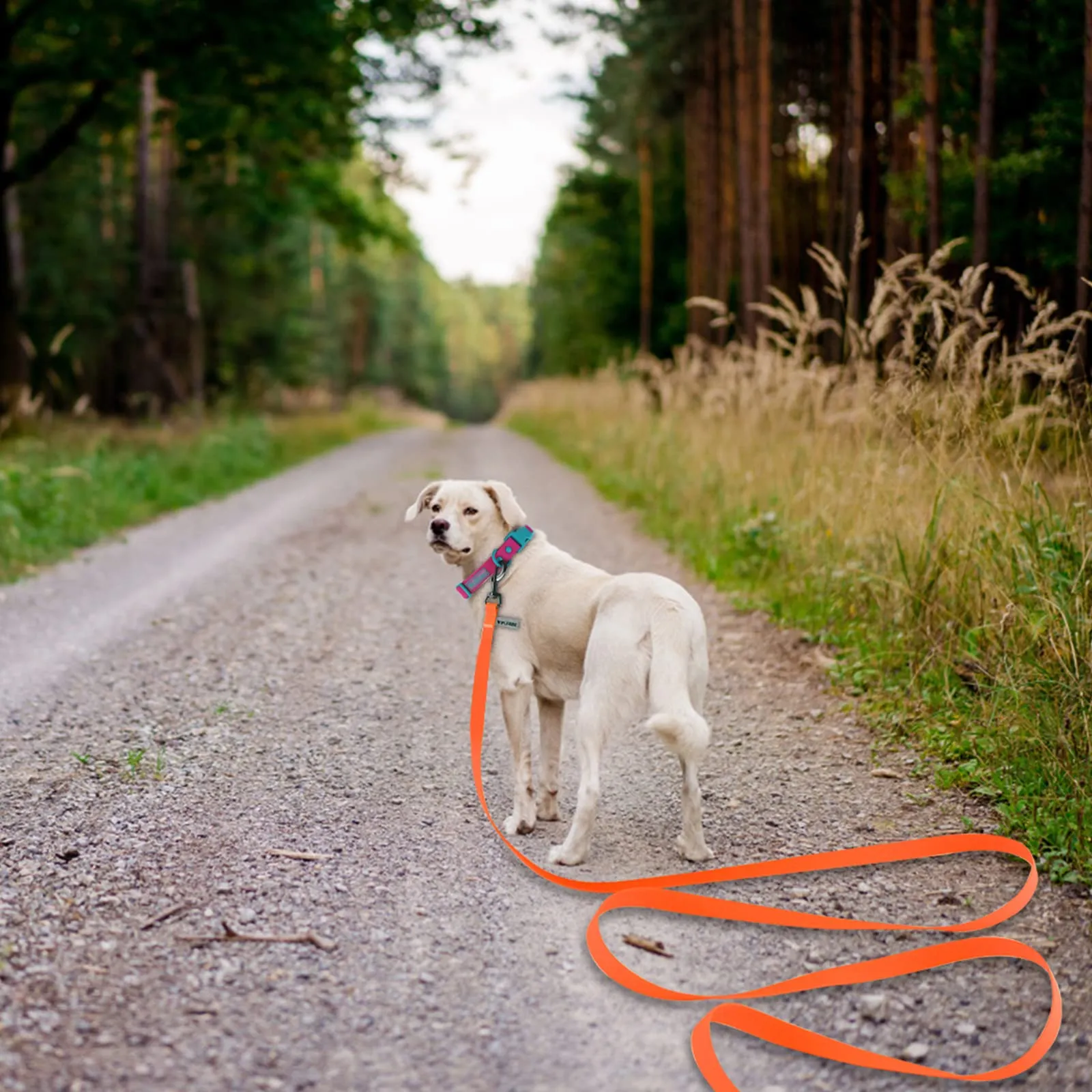 Wolfone Guinzaglio da addestramento per cani, 15m, Arancione - immagine 3