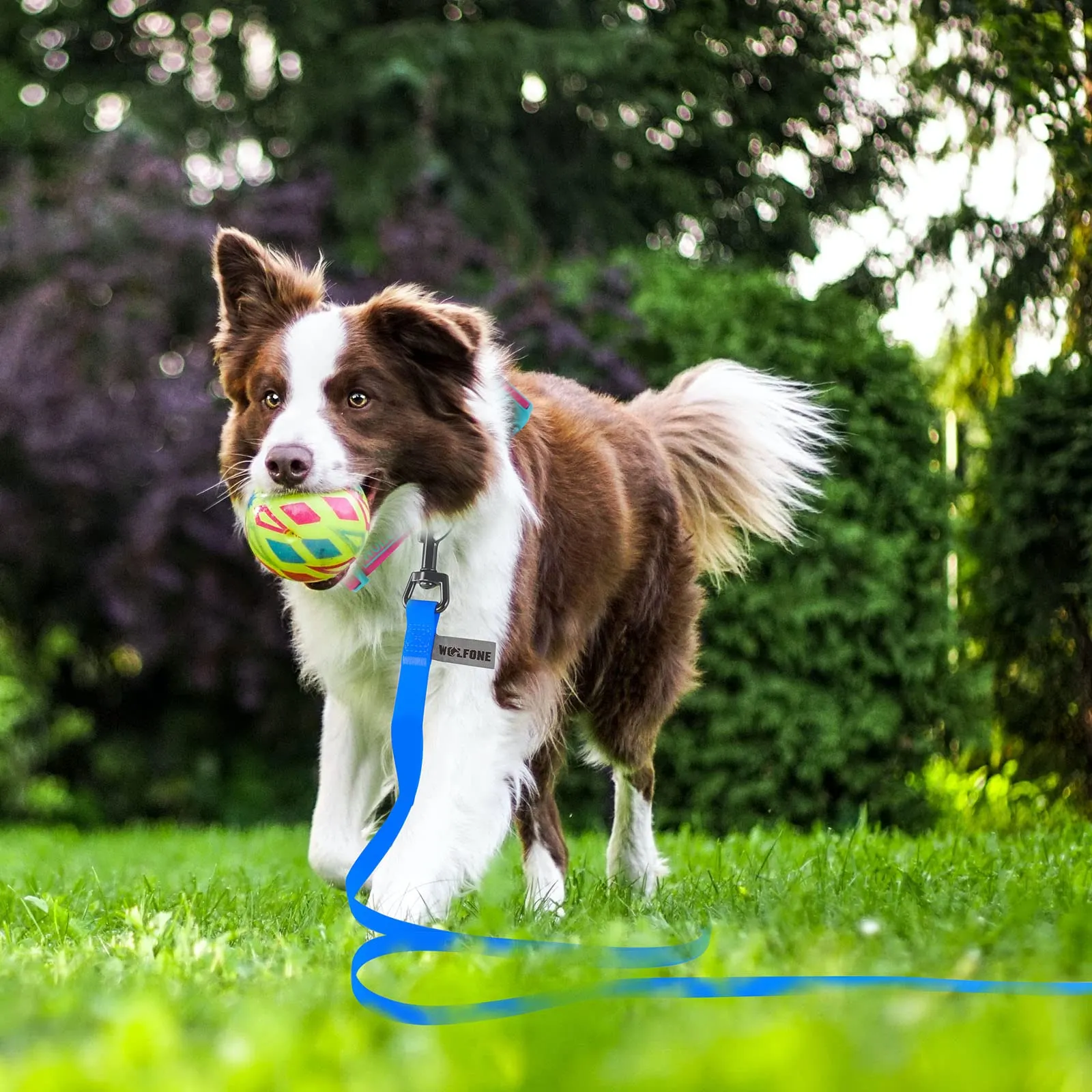 Wolfone Guinzaglio Addestramento Cani, Blu, 1,5m - immagine 6