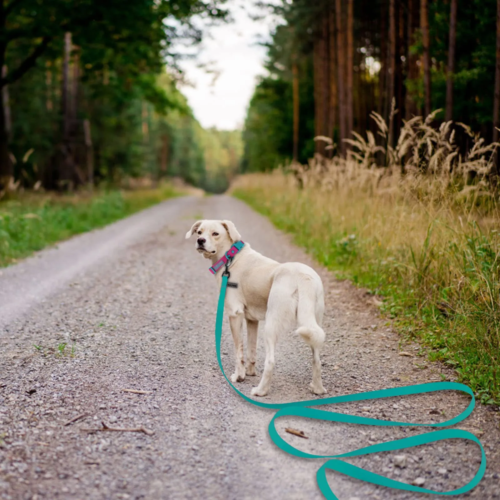 Wolfone Guinzaglio per cani da addestramento, 9m, Verde smeraldo - immagine 4