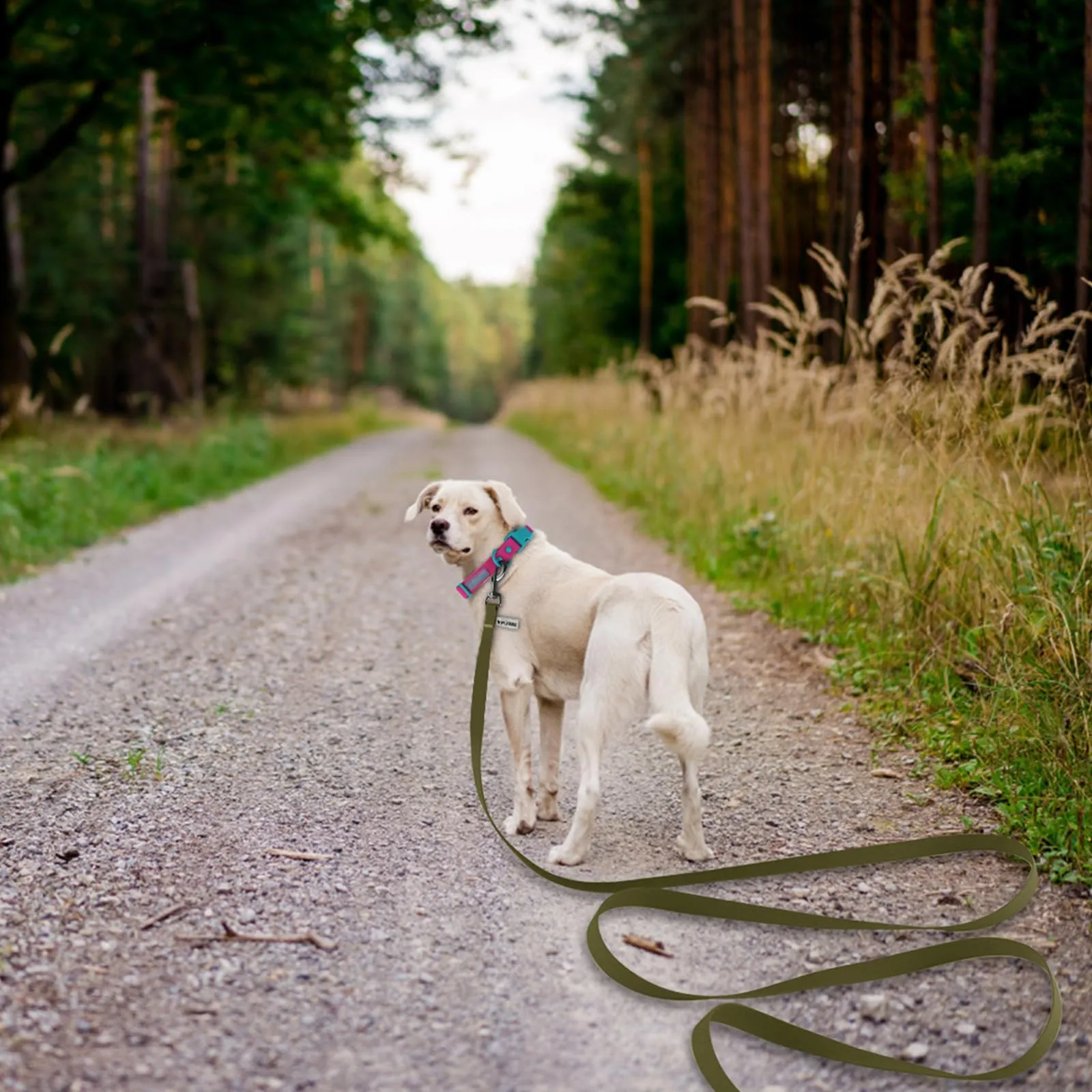 Wolfone Guinzaglio Addestramento Cani, 15 m, Verde Militare - immagine 5