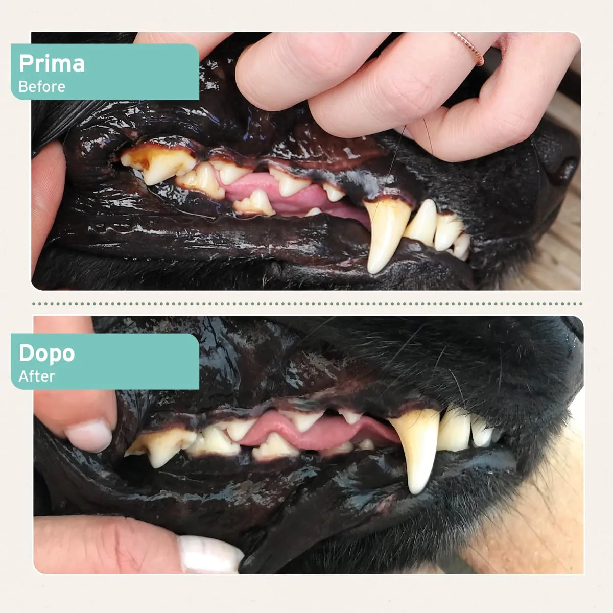 AniForte Denta Clean & Care Tartaro EX, Polvere per Pulizia Denti di Cani e Gatti, 300g - immagine 5