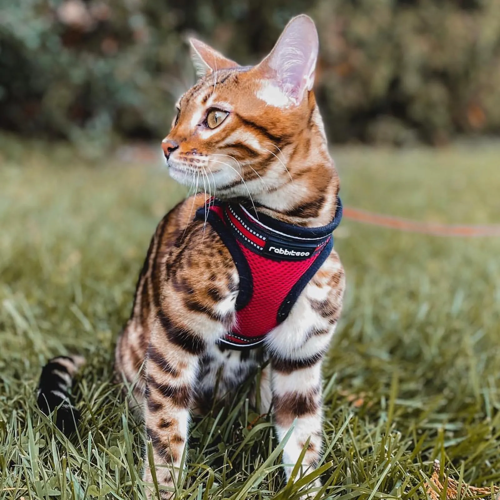 rabbitgoo Pettorina Antifuga e Guinzaglio per Gatti, Ultra-Leggero e Riflettente, S, Rosso - immagine 9