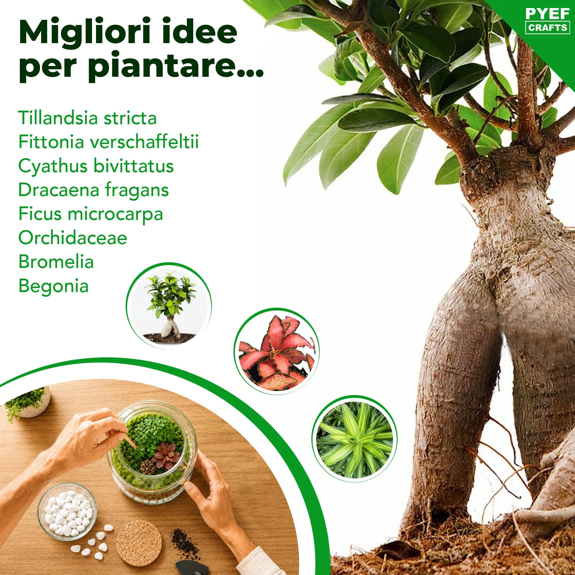 PYEF CRAFTS Kit Terrarium con Vaso in Vetro 1L - immagine 6