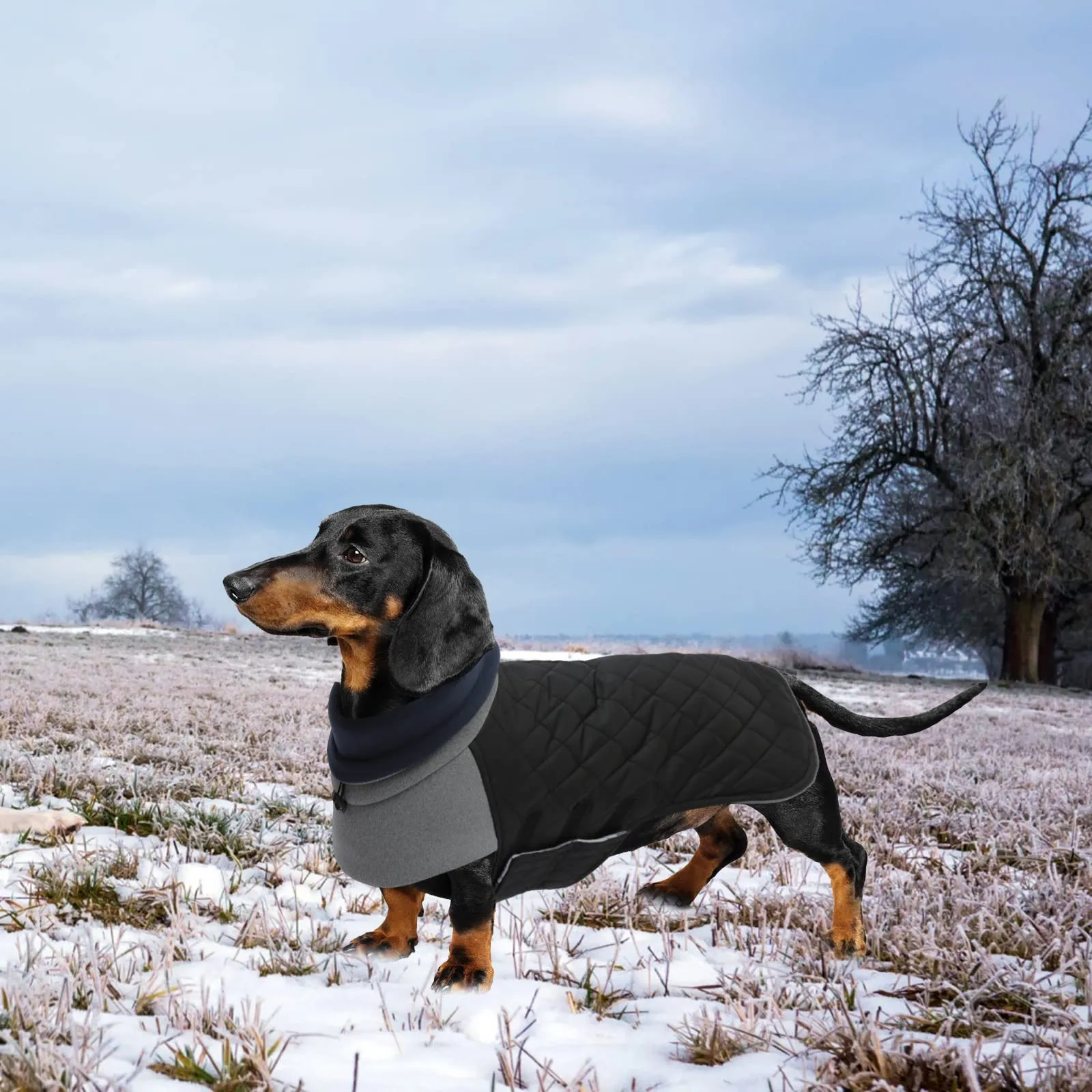 Geyecete Cappotto Invernale Impermeabile e Antivento per Bassotto, Nero, XL - immagine 5