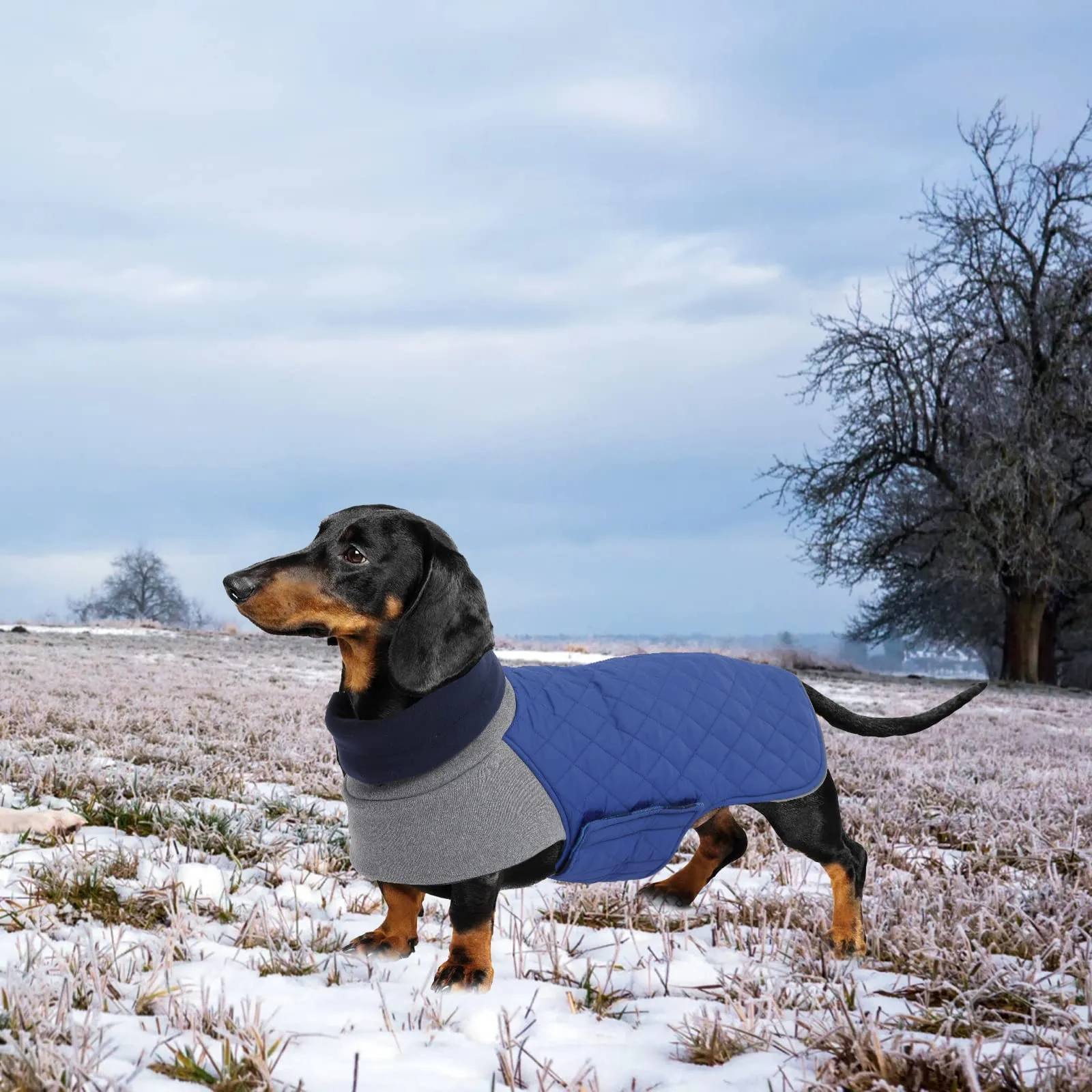 Geyecete Cappotto Invernale Impermeabile e Antivento per Bassotto, Blu, M - immagine 5