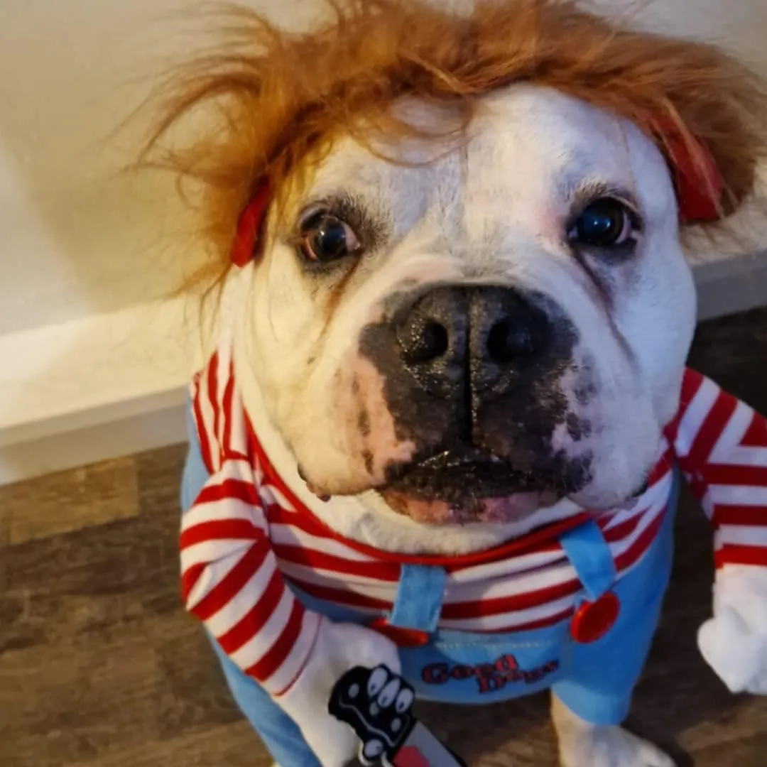 Bprtcra Deadly Bambola Costume per Cane con Cappello, Halloween e Natale, Taglia S - immagine 6