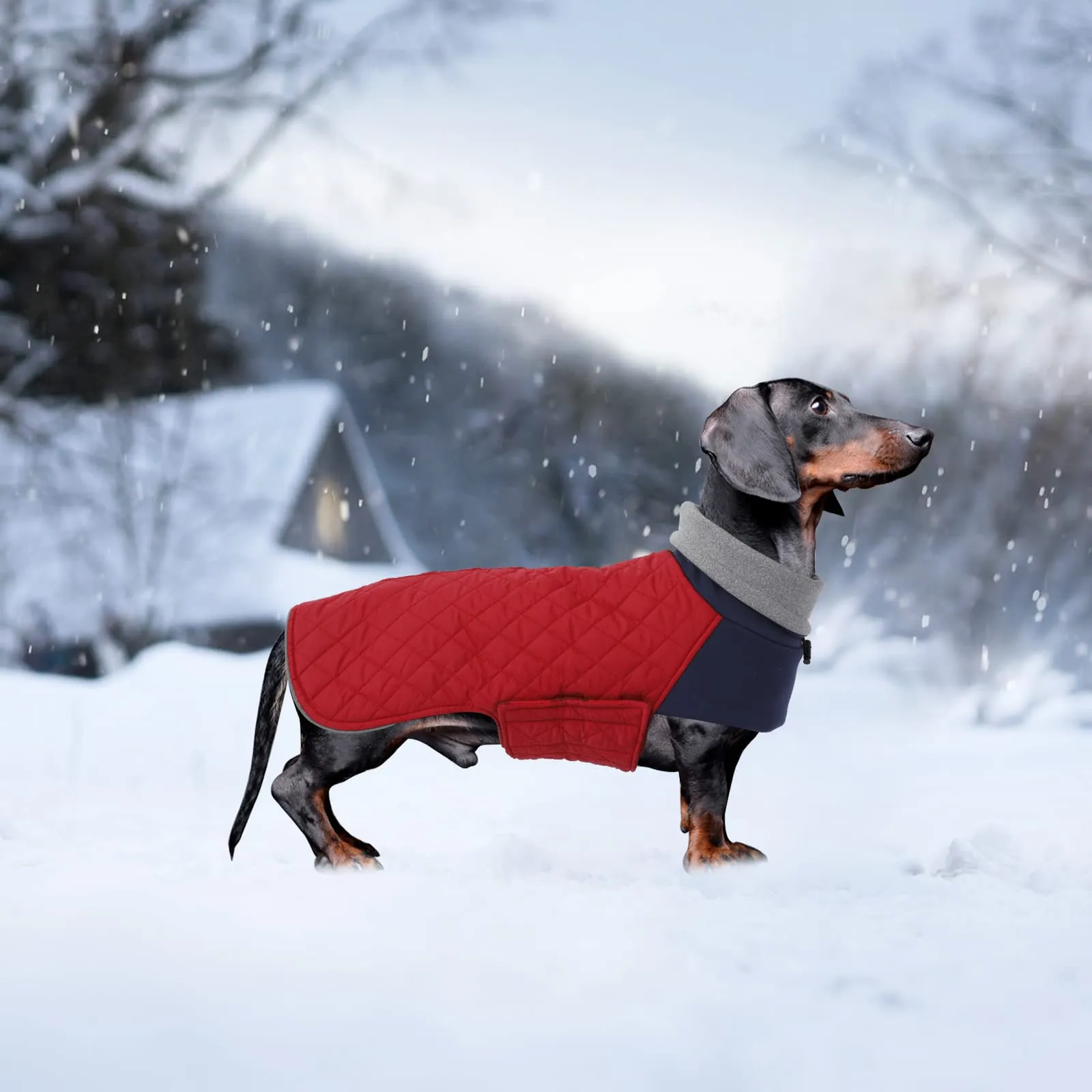 Geyecete Cappotto Invernale Impermeabile e Antivento per Bassotto, Rosso, XL - immagine 6