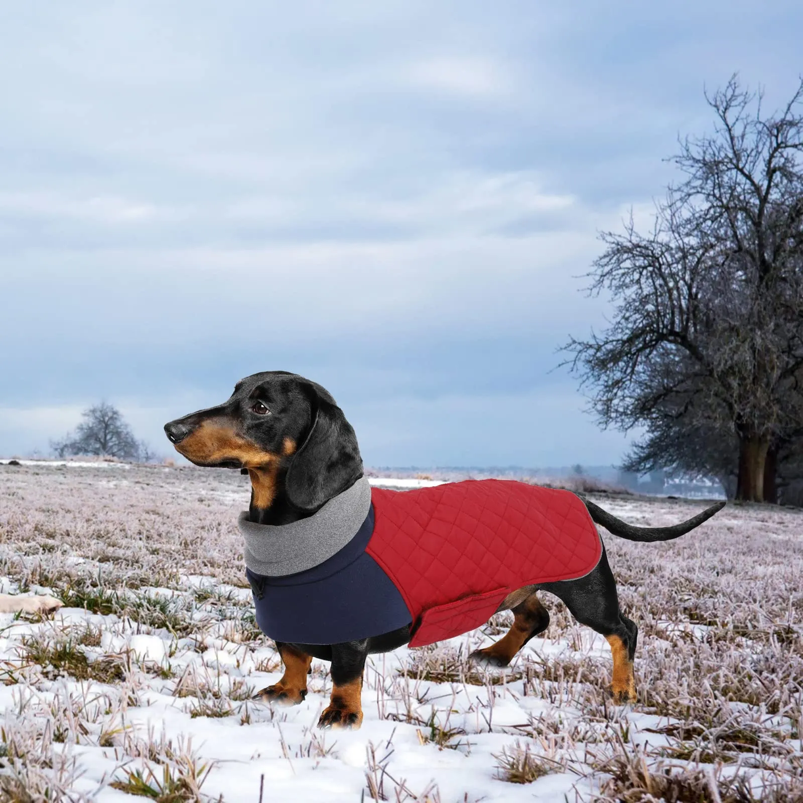 Geyecete Cappotto Invernale Impermeabile e Antivento per Bassotti, Rosso, M - immagine 5