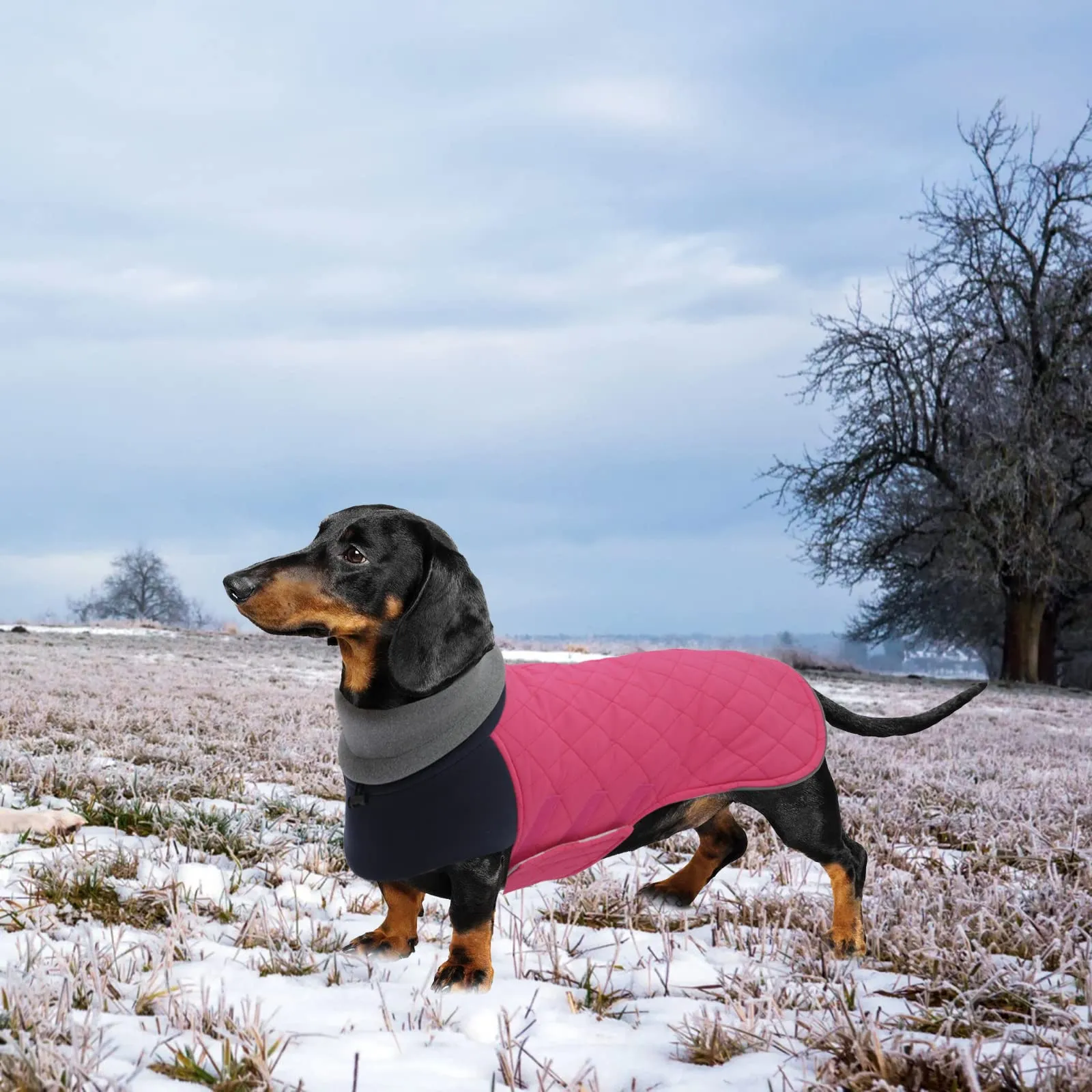Geyecete Cappotto Invernale Impermeabile e Antivento per Bassotto, Rosa, S - immagine 5