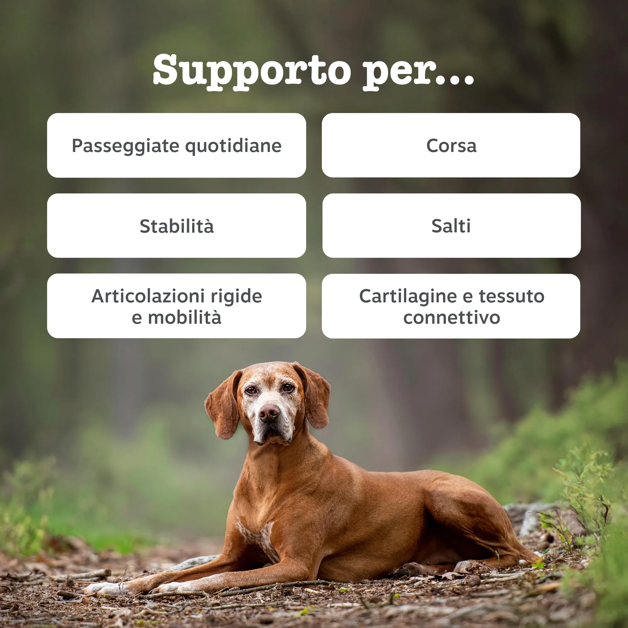 Zesty Paws Hip & Joint per Cani, Gusto Tacchino, 90 Bocconcini - immagine 2