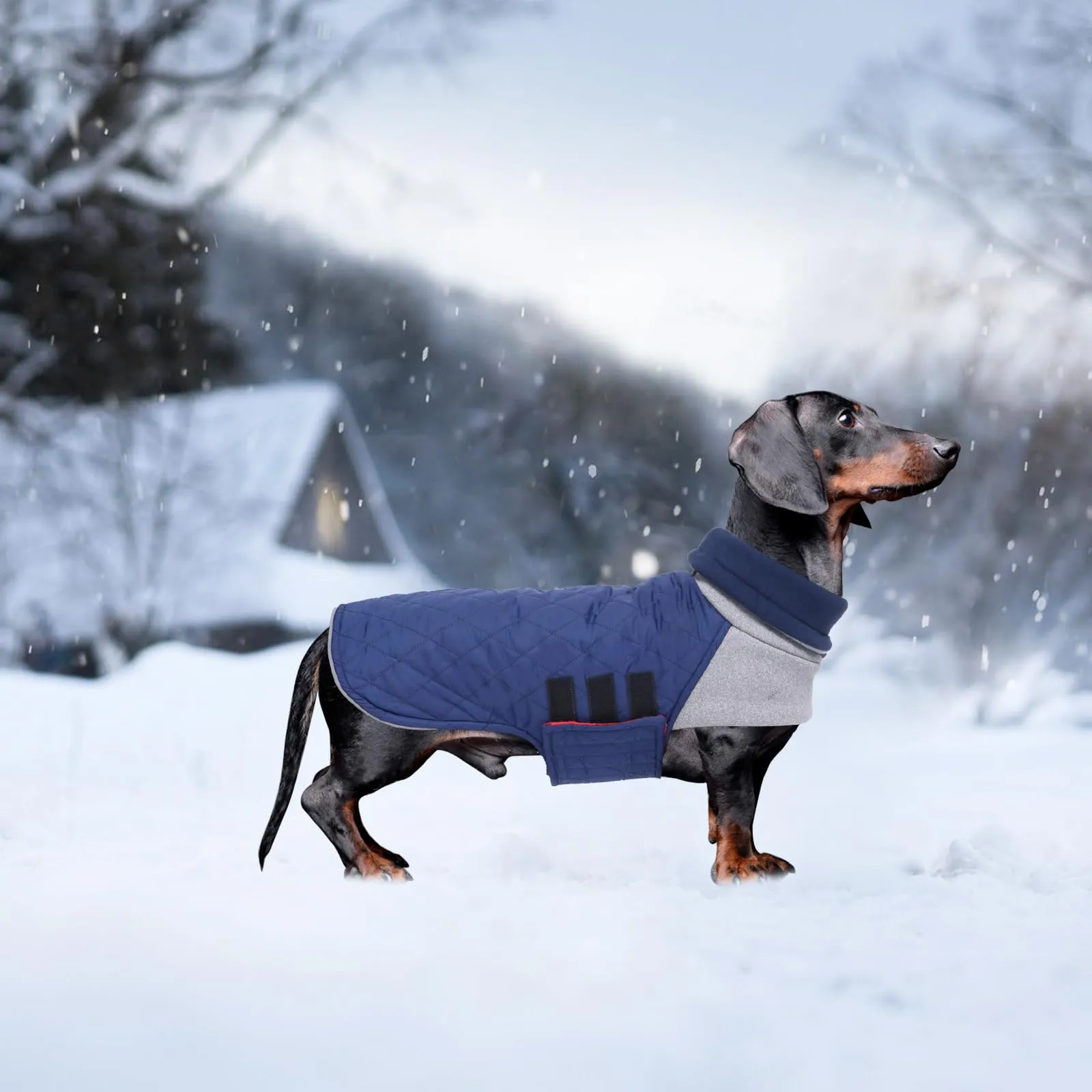 Geyecete Cappotto Invernale Impermeabile e Antivento per Bassotto, Blu Scuro, M - immagine 5