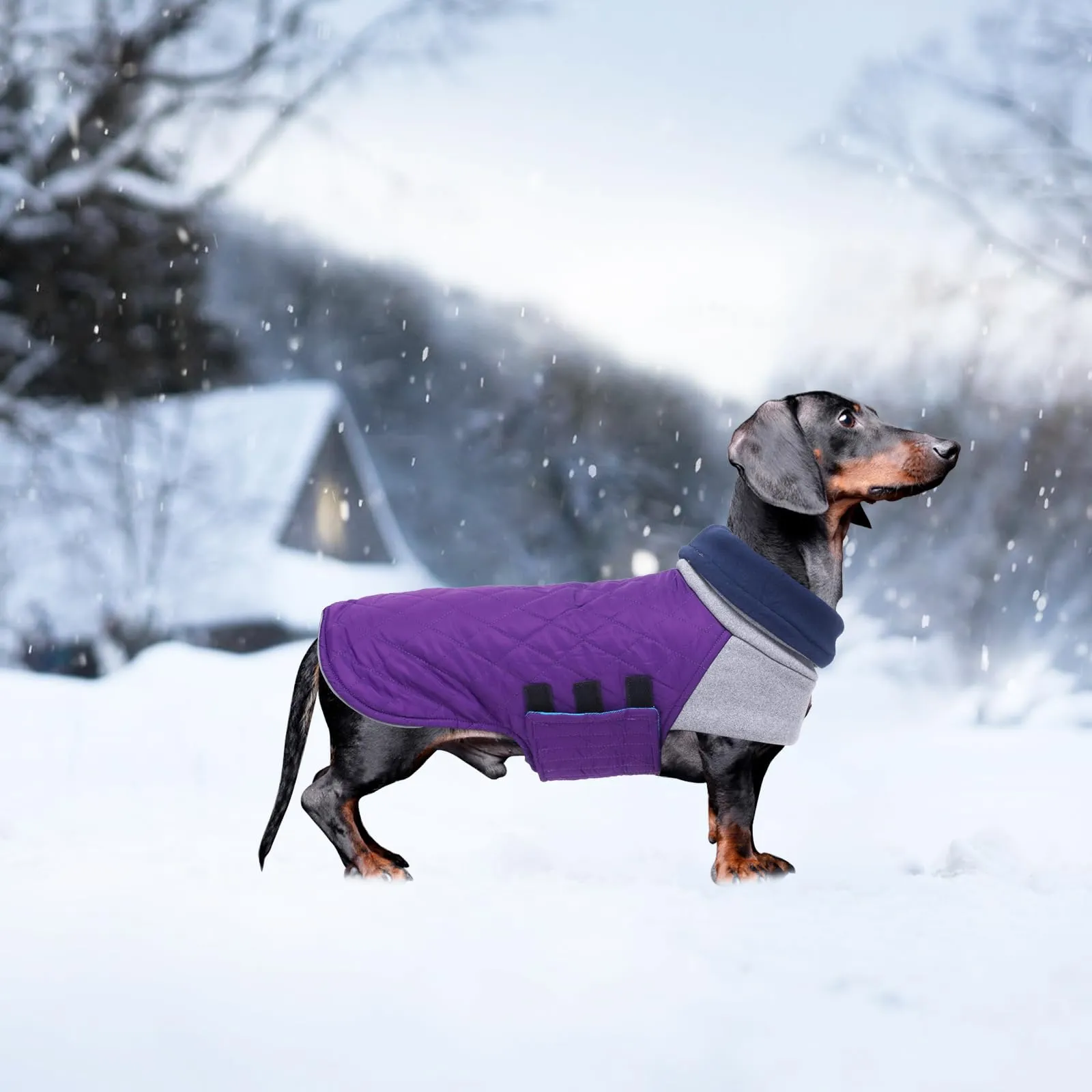 Geyecete Cappotto Invernale Impermeabile e Antivento per Bassotto, Viola, XS - immagine 5
