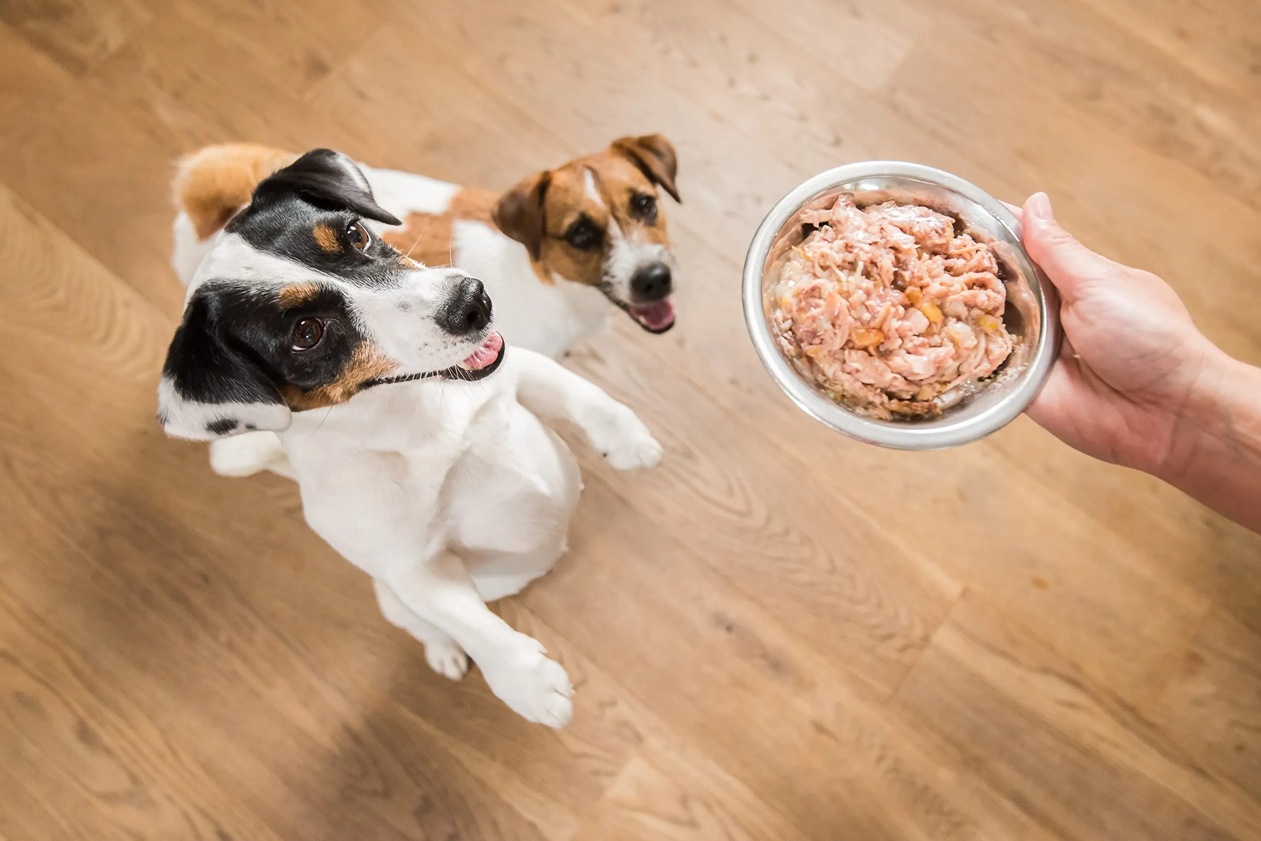 Schesir Cibo Umido per Cani Adulti Pollo e Prosciutto in Morbida Gelatina, 24 x 85g - immagine 3
