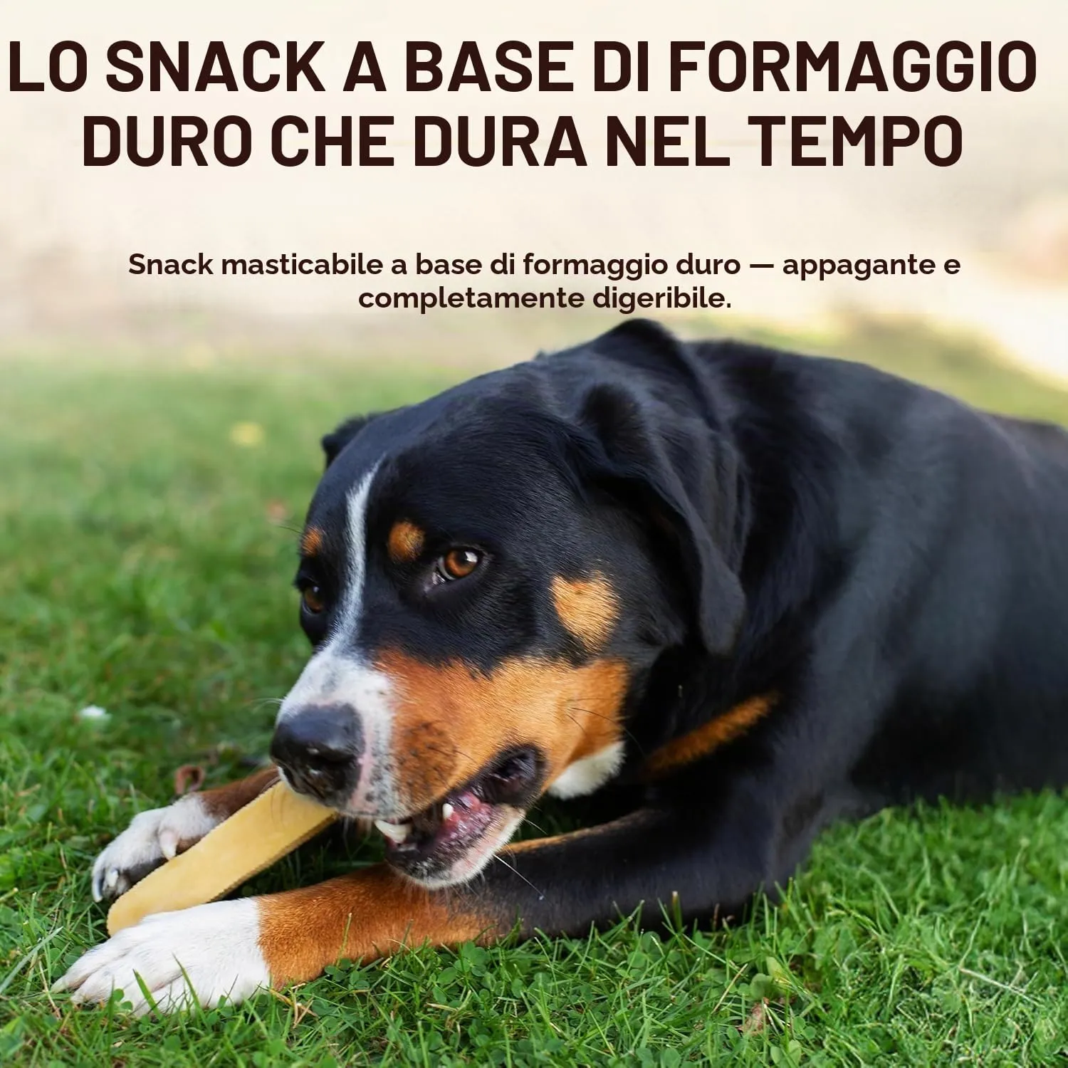 Wildfang Stick da masticare di formaggio duro per cani, 42 g (Confezione da 2) - immagine 3