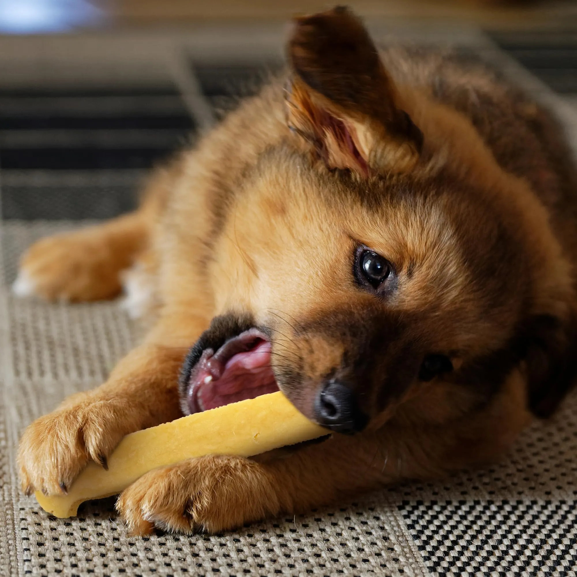 Wildfang Stick da masticare di formaggio duro per cani, 42 g (Confezione da 2) - immagine 9