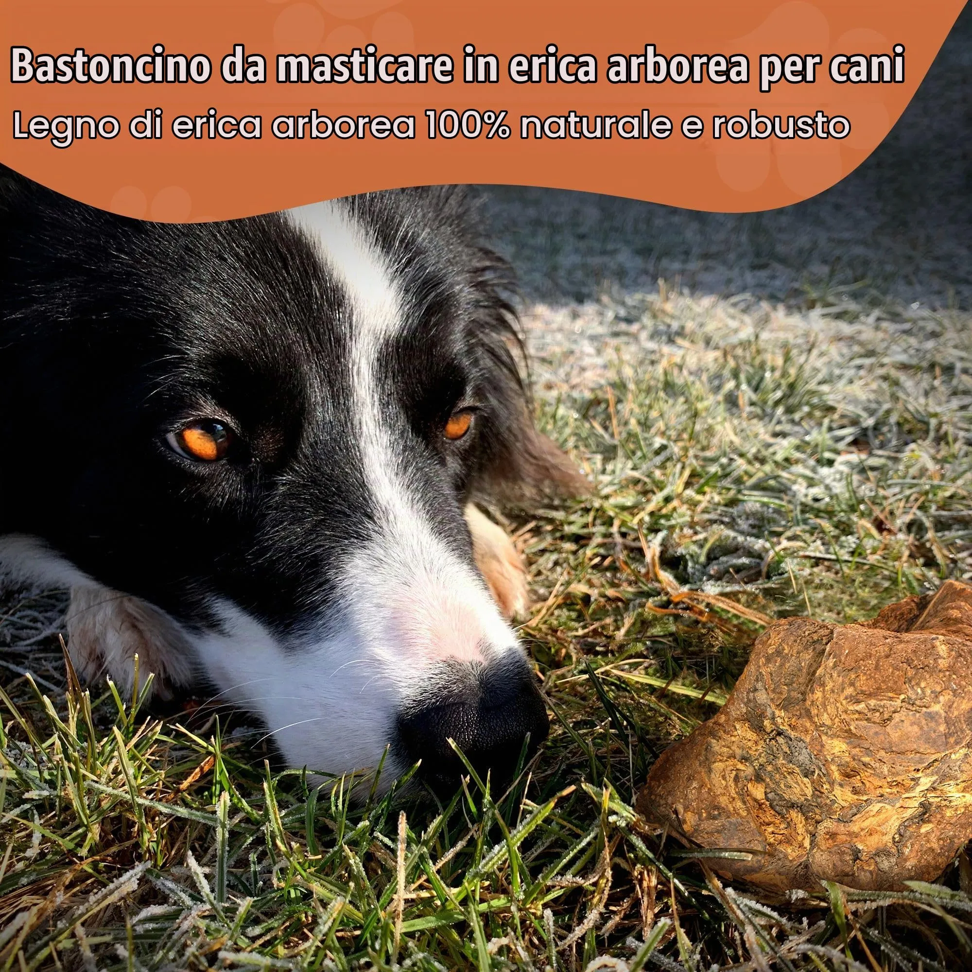 Wildfang Radice di Erica Arborea per Cani, Taglia L (25–45 kg) - immagine 8