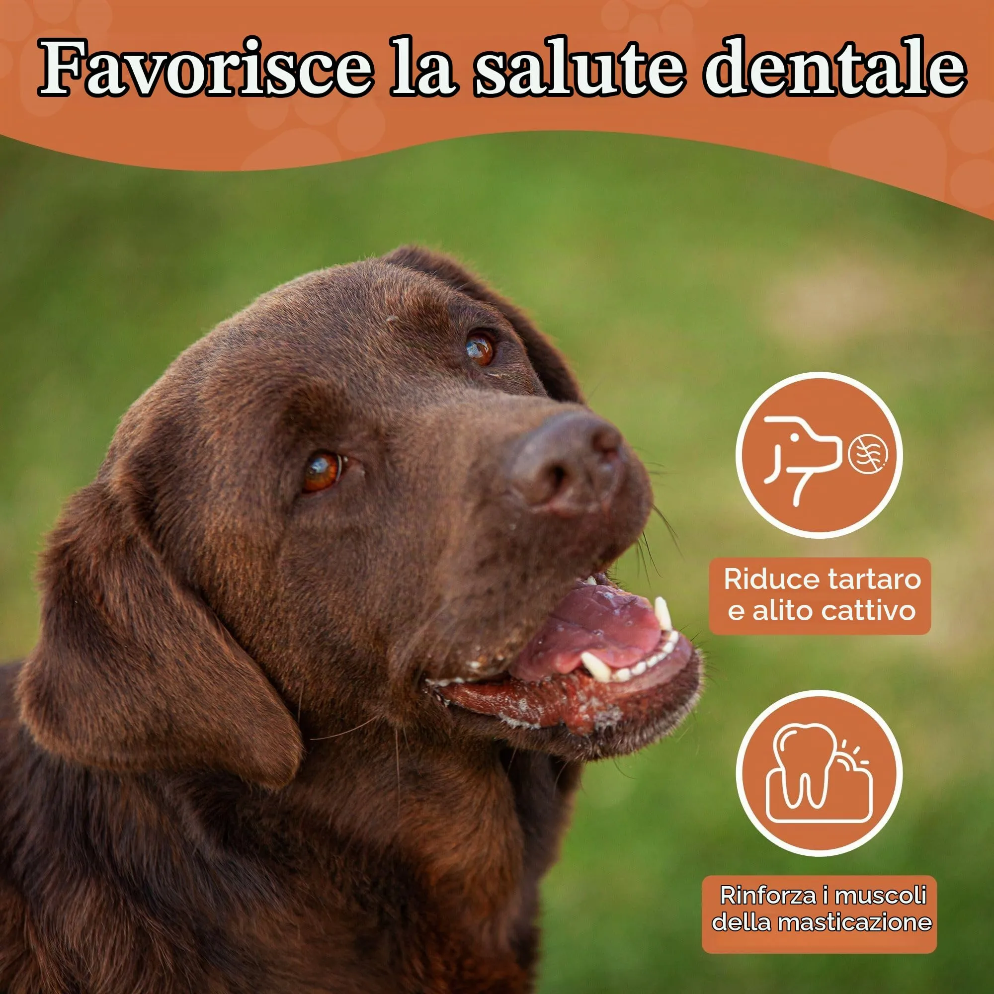 Wildfang Radice di Erica Arborea per Cani, Taglia L (25–45 kg) - immagine 9