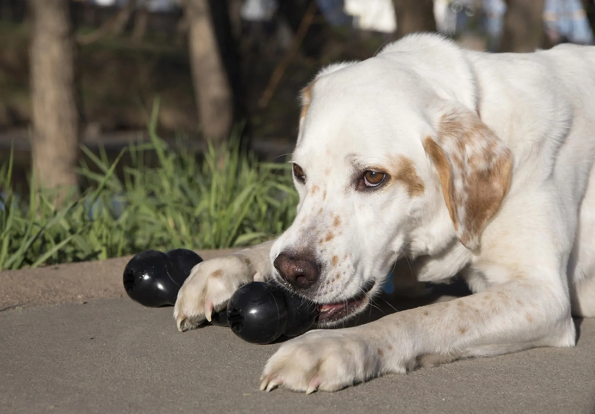 KONG Extreme Goodie Bone Osso in Gomma per Cani, Nero, Taglia Media - immagine 2