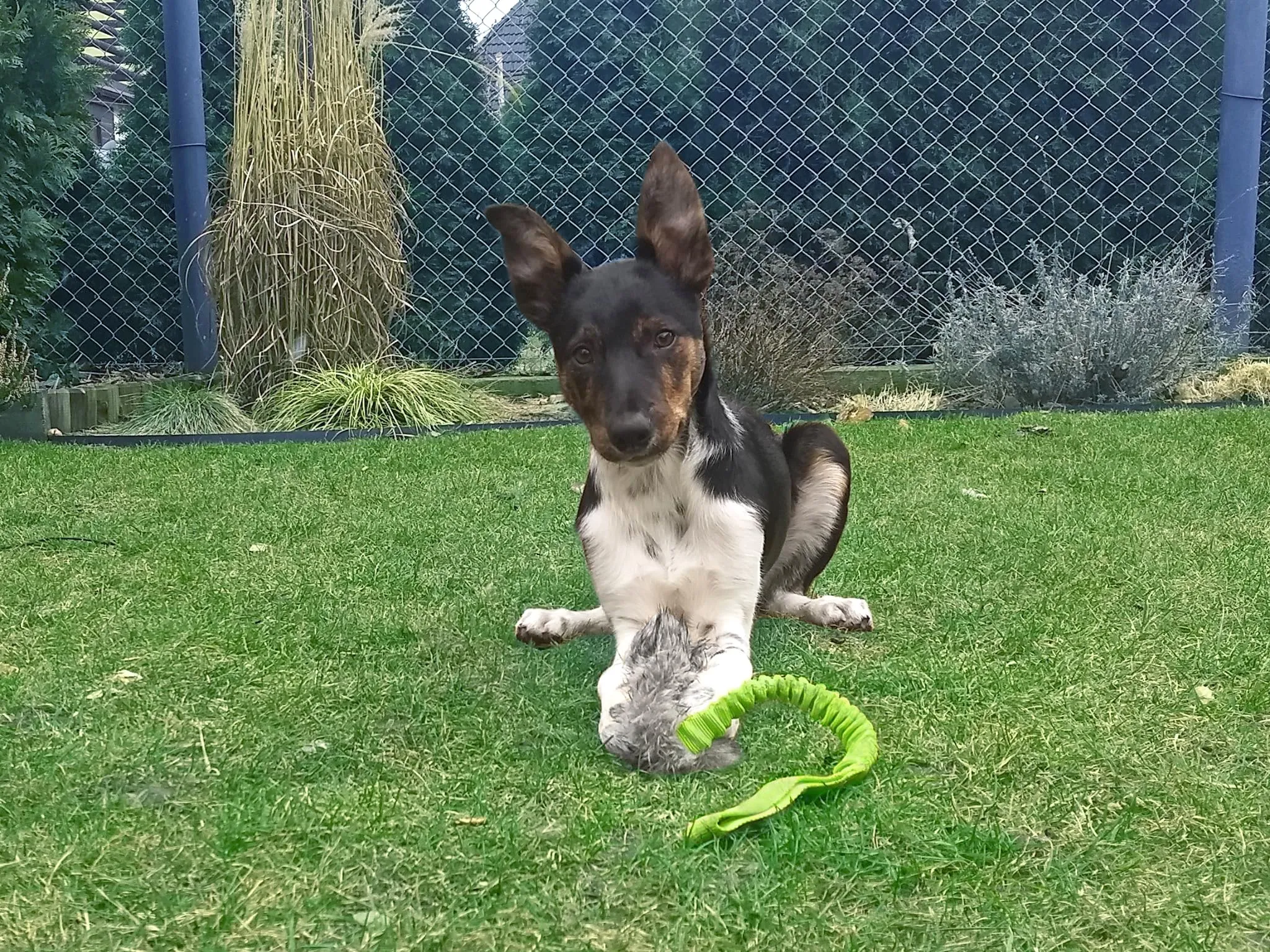 Dingo Giocattolo per Cane in Pelliccia Sintetica con Squeaker e Manico Elastico, 55 cm - Verde (15584-2) - immagine 5