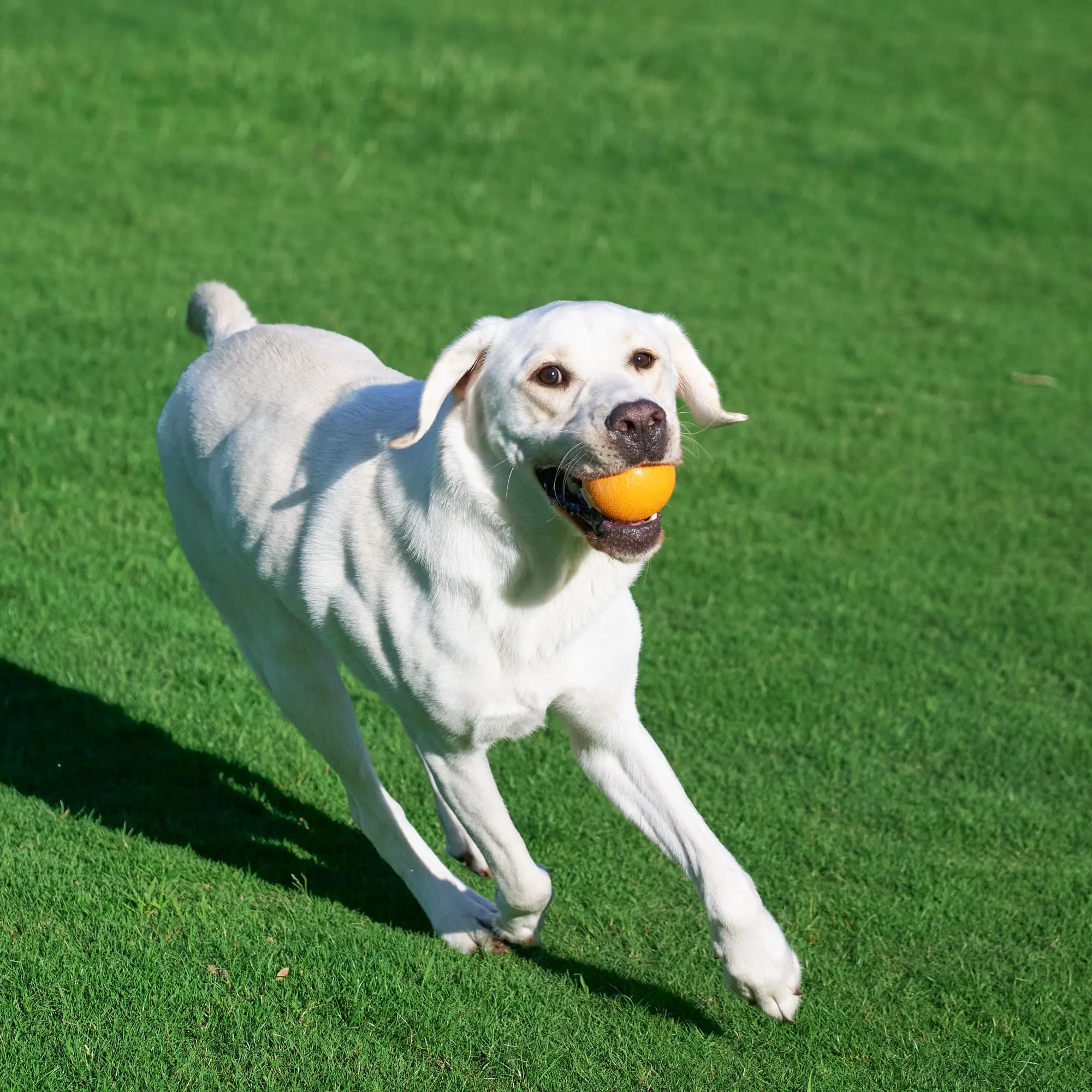 Amazon Basics Palline Giocattolo da Riporto in Gomma per Cani, 7.62 cm, Blu e Arancione (Confezione da 2) - immagine 7