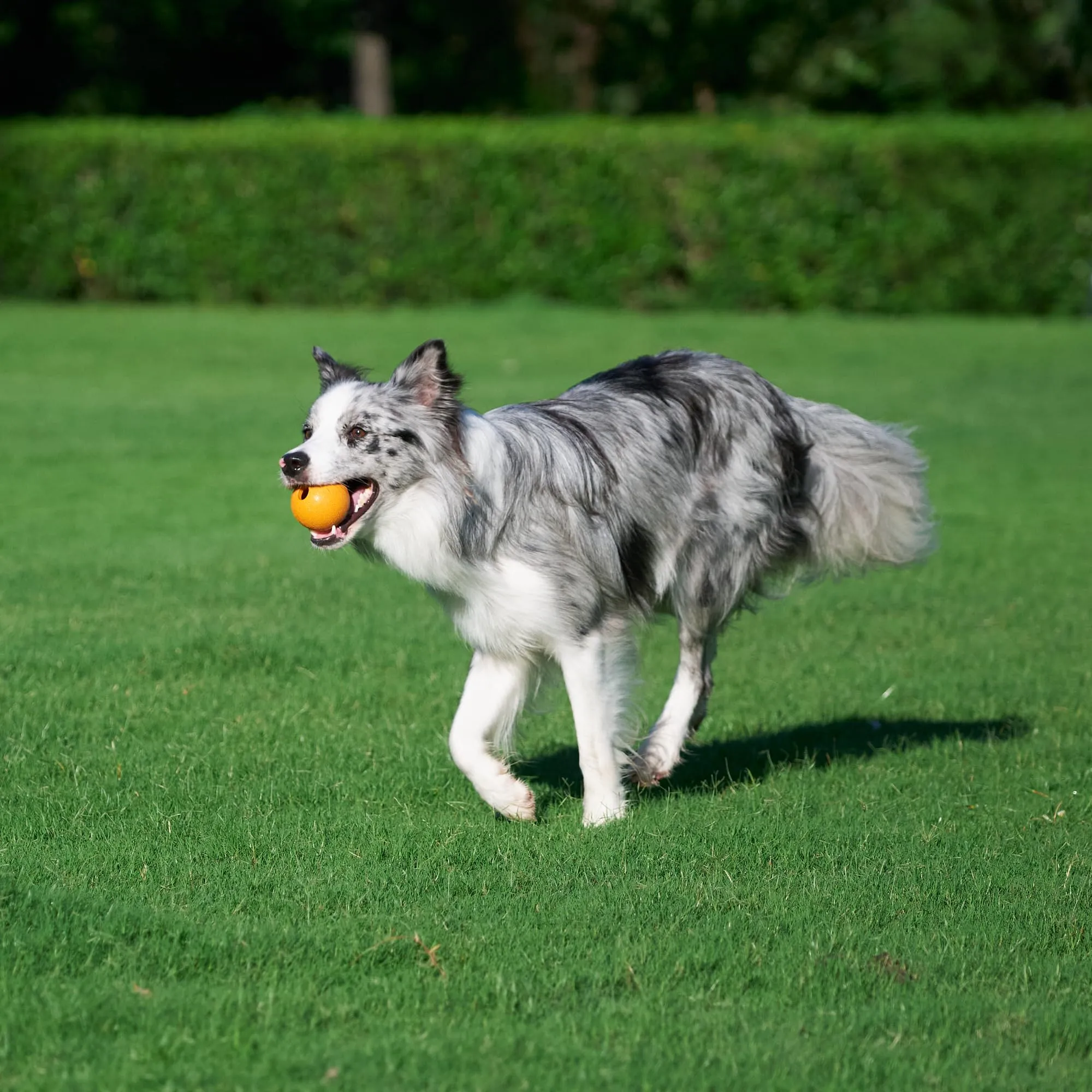 Amazon Basics Palline Giocattolo Supreme in Gomma per Cani, 6.35 cm, Confezione da 3, Blu e Arancione - immagine 5