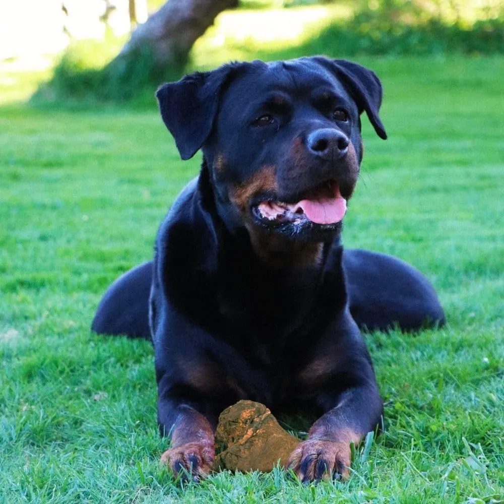 Wildfang Radice di Erica Arborea per Cani, Taglia XXL, 1 pz - immagine 2