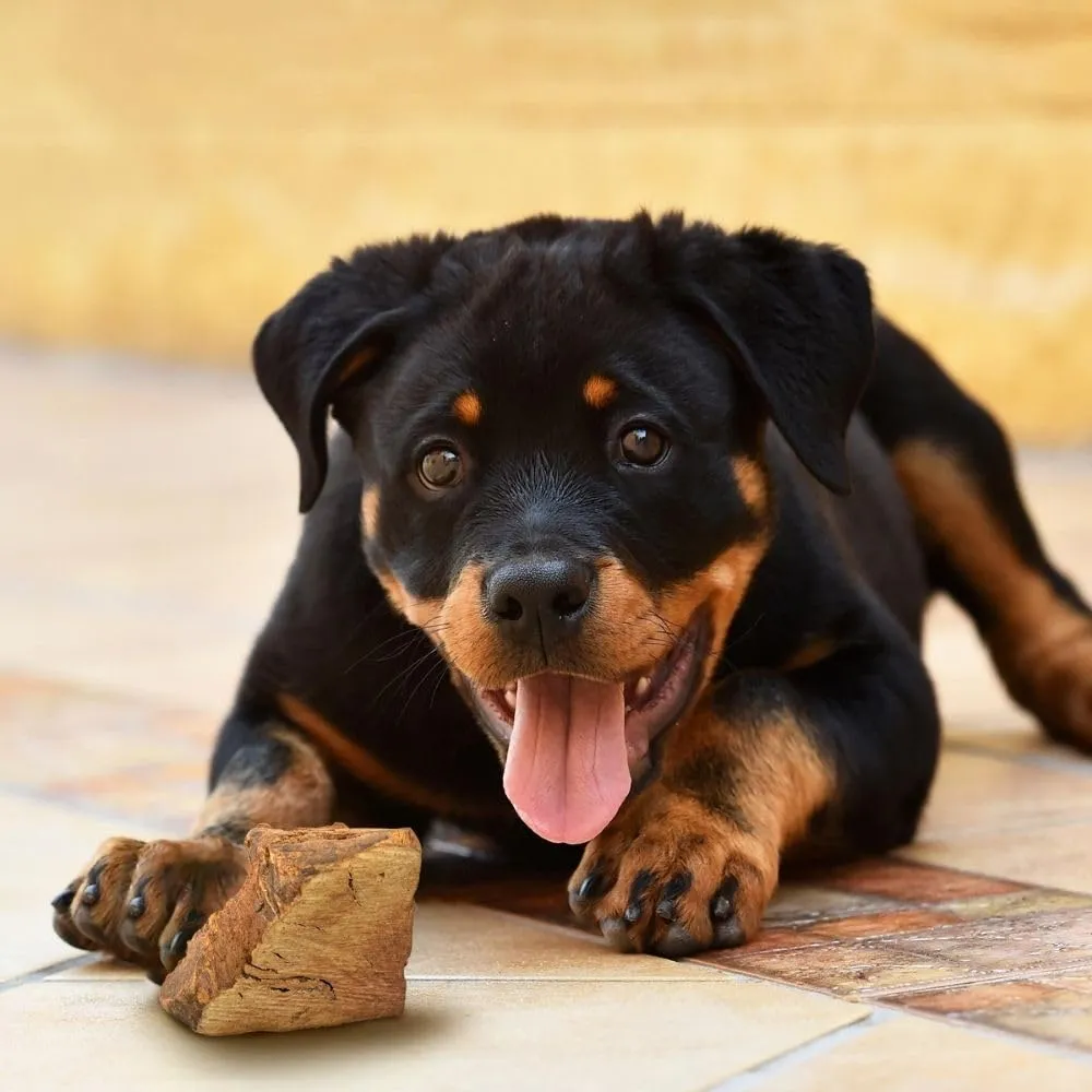 Wildfang Radice di Erica Arborea per Cani, Taglia S (fino a 15 kg) - immagine 9