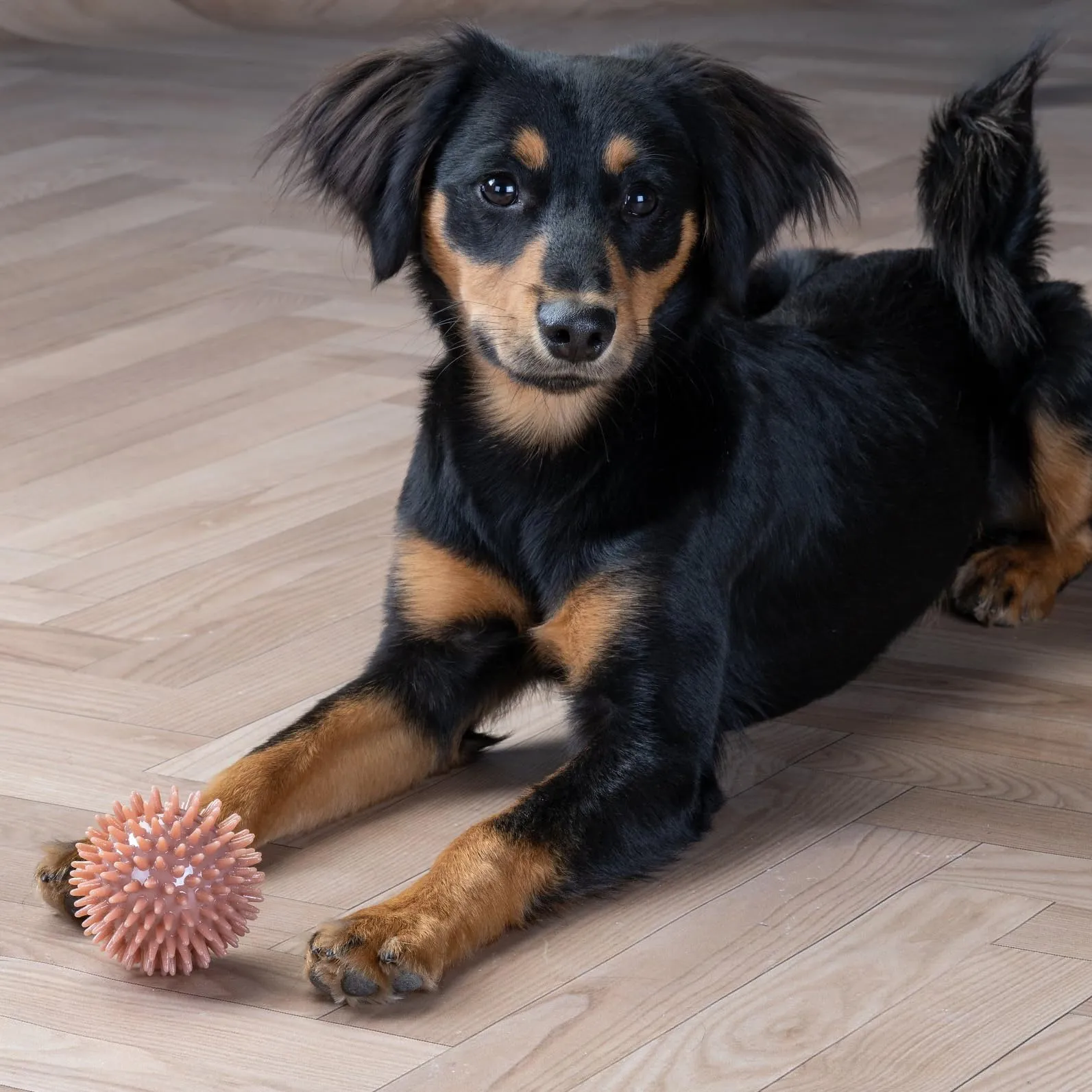 Fackelmann Palla gioco per cani in TPR, Rosso - immagine 6