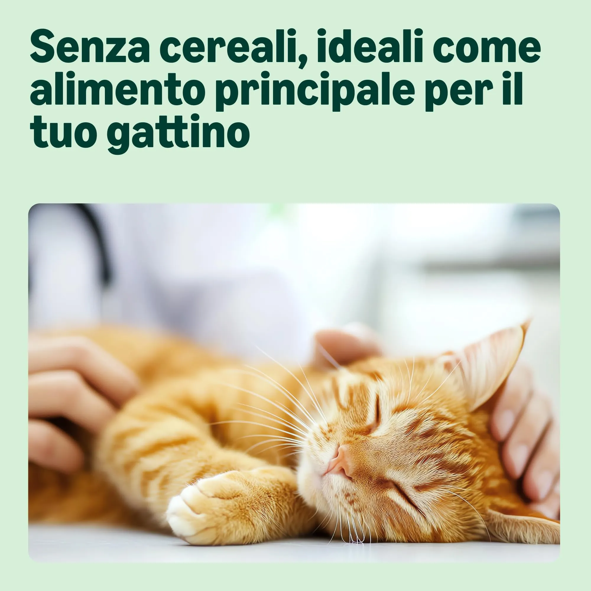by Amazon Cibo Completo per Gattini Senza Cereali al Pollo Fresco, 3kg - immagine 3