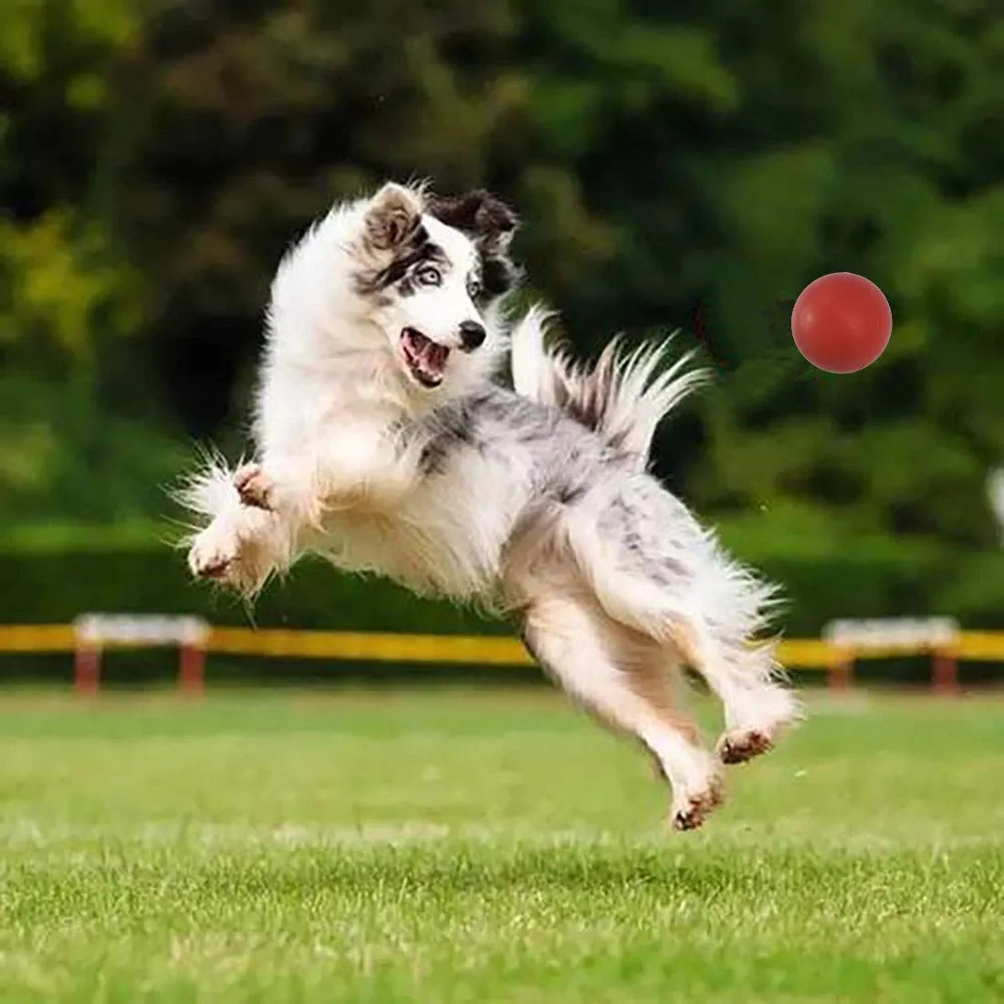 MMSGA Pallina per Cani in Gomma Naturale, 7 cm, Rosso - immagine 5