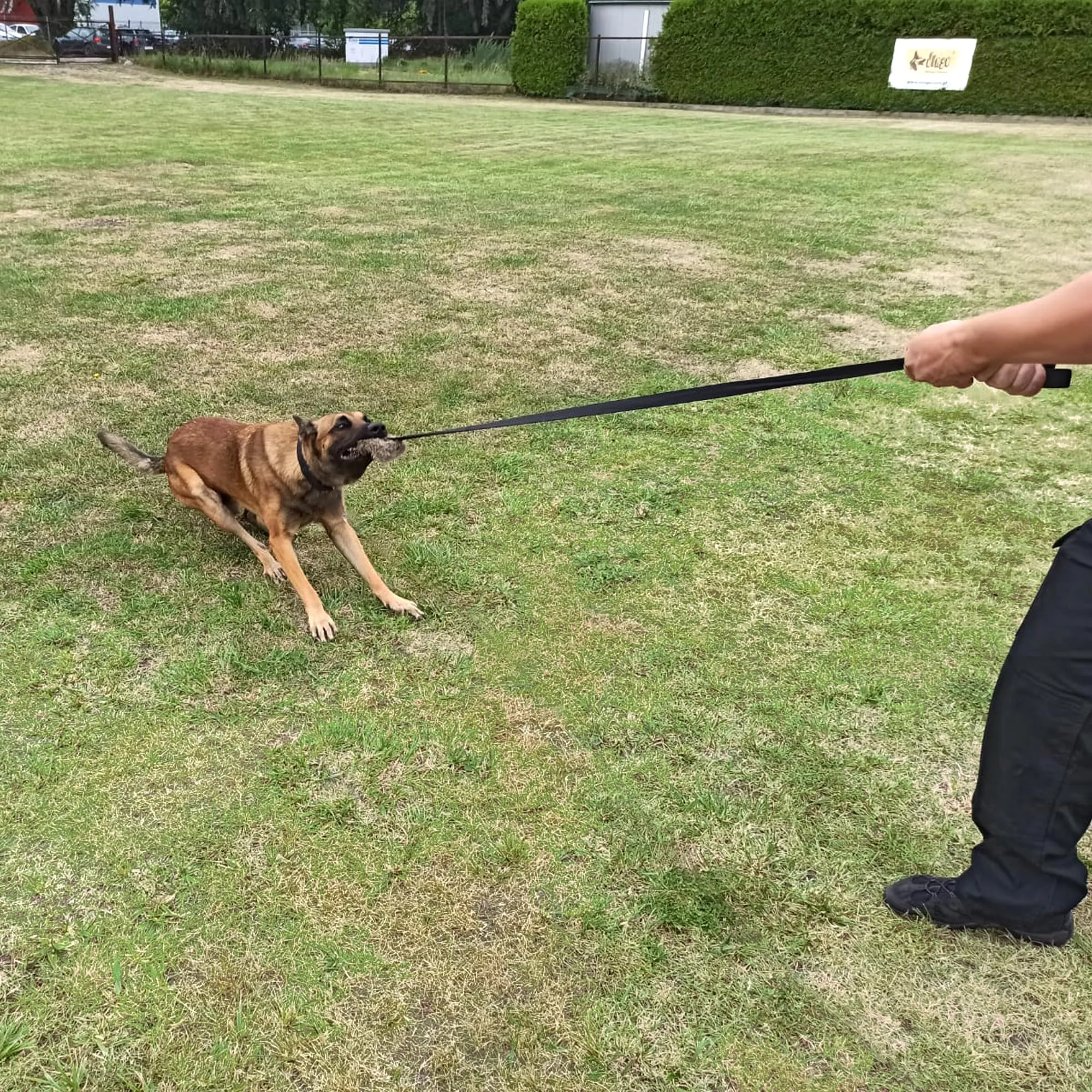 Dingo Waldemar Rutkowski Giocattolo per Cani in Pelliccia Artificiale con Squeaker e Manico Elastico, 150 cm, Nero (15585) - immagine 4